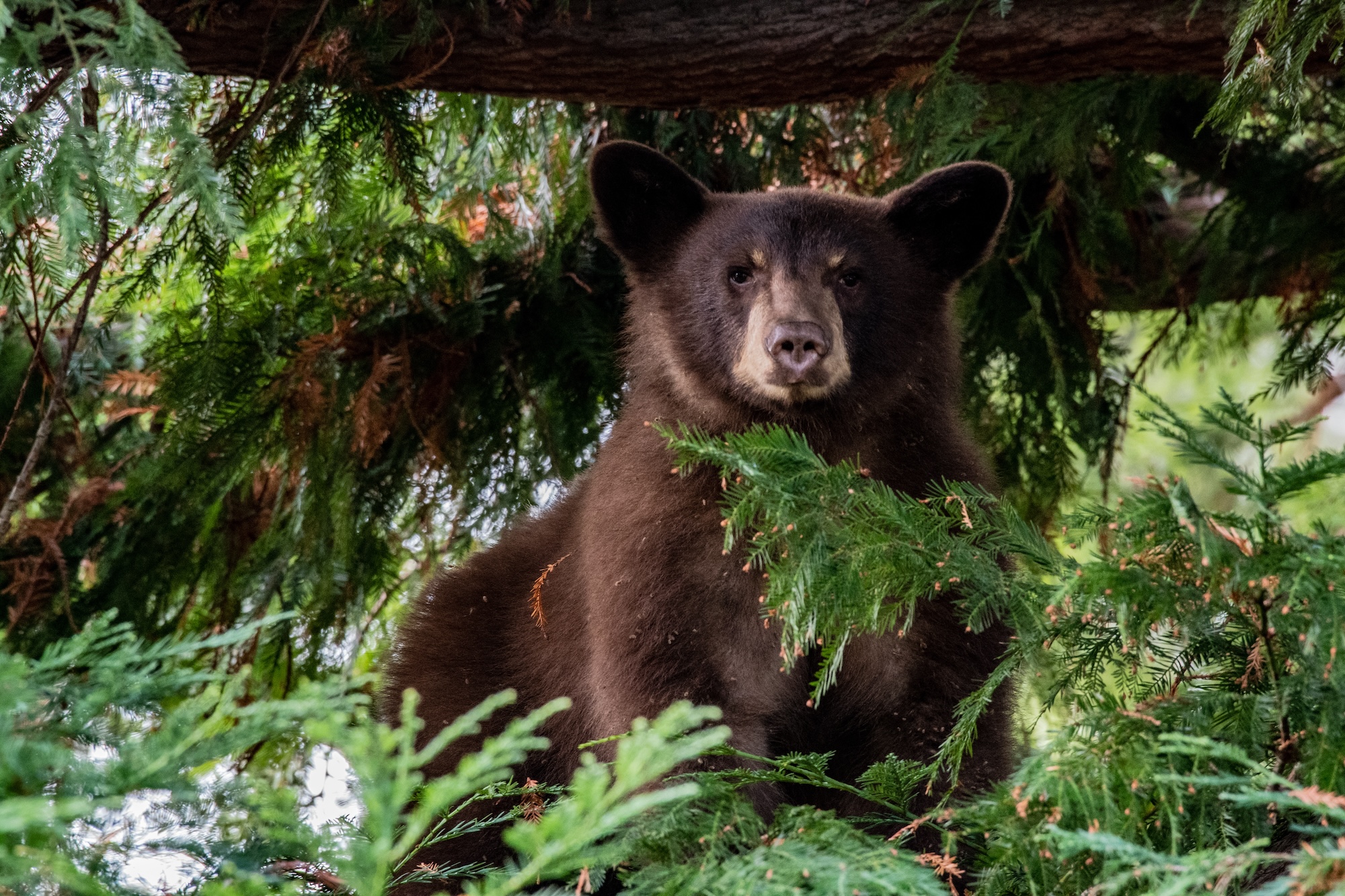 A black bear cub looks out from a perch high in a tree in Oregon