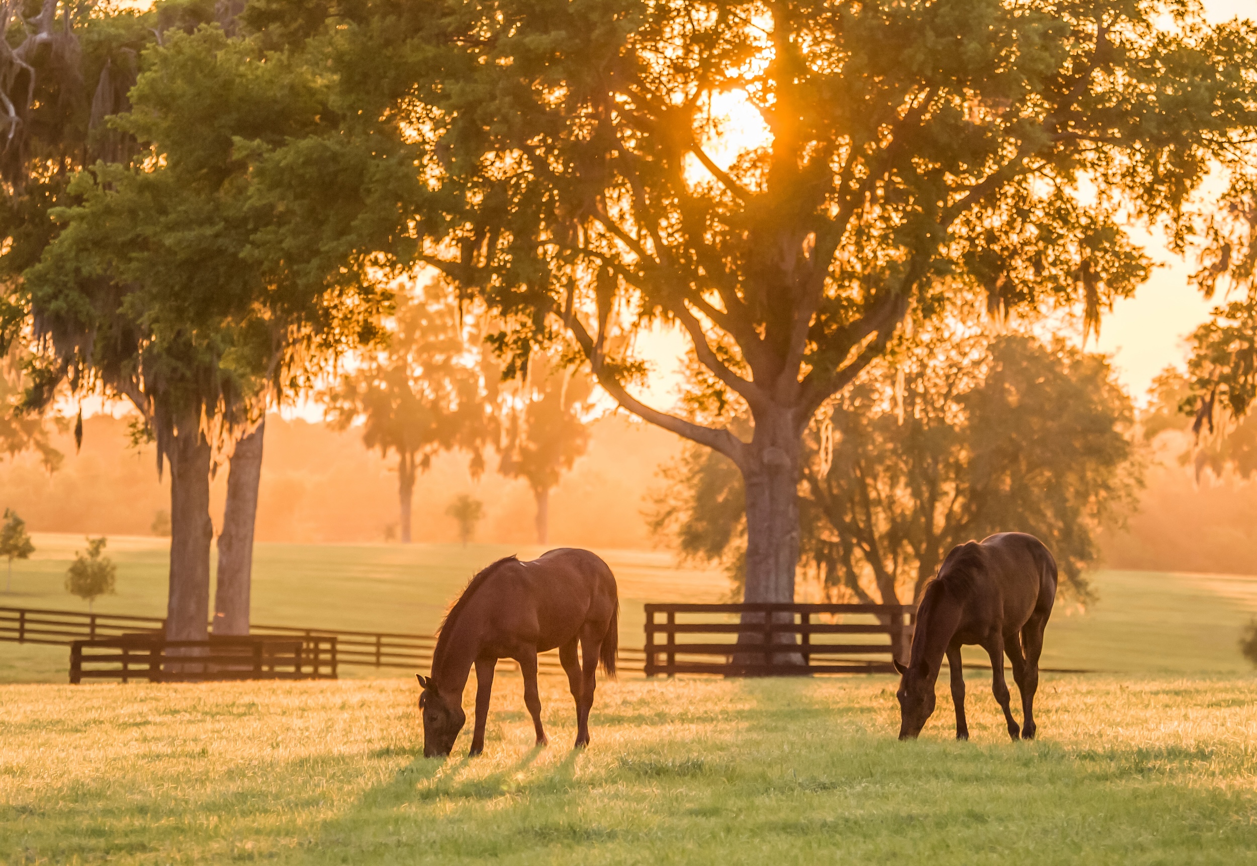 two horses in an open field in the low country during a warm golden hour
