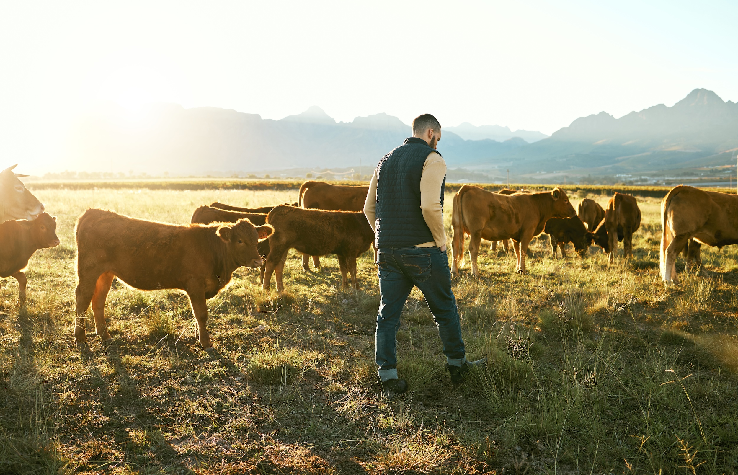 man walking with cows through a pasture at sunset