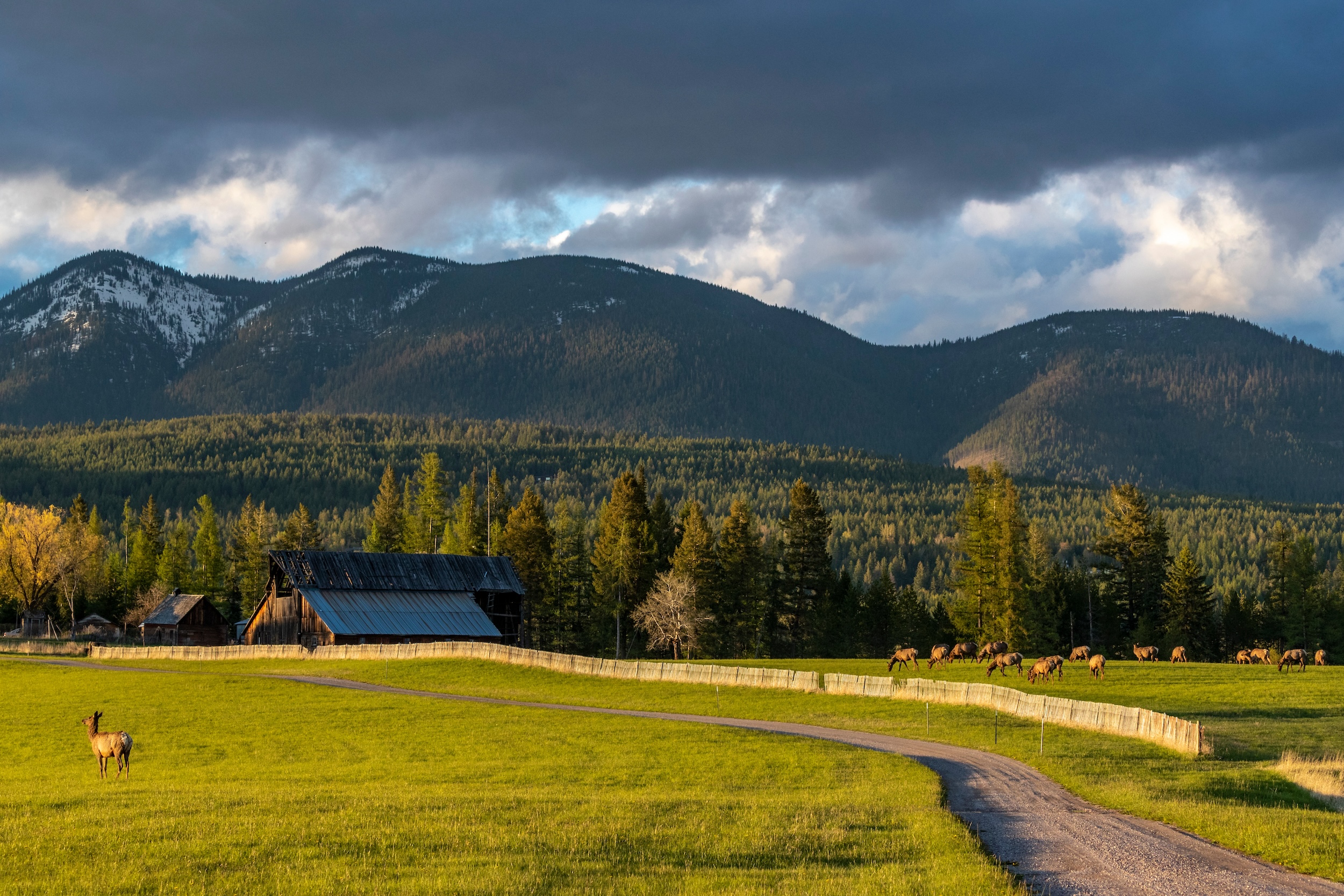 rural ranch land with elk roaming the property and rolling hills in the background