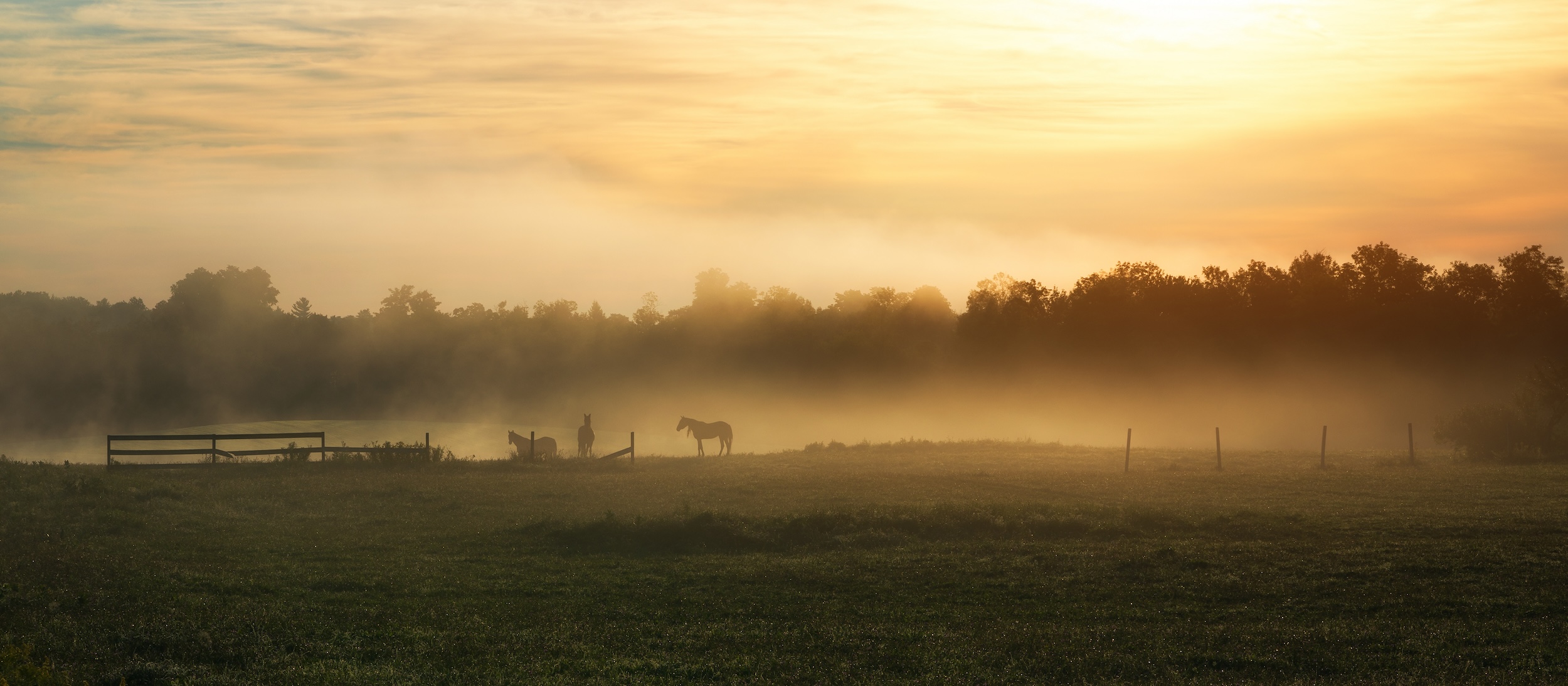 horses roaming the fog covered section of a rural real estate property covered by the surface rights of the landowner