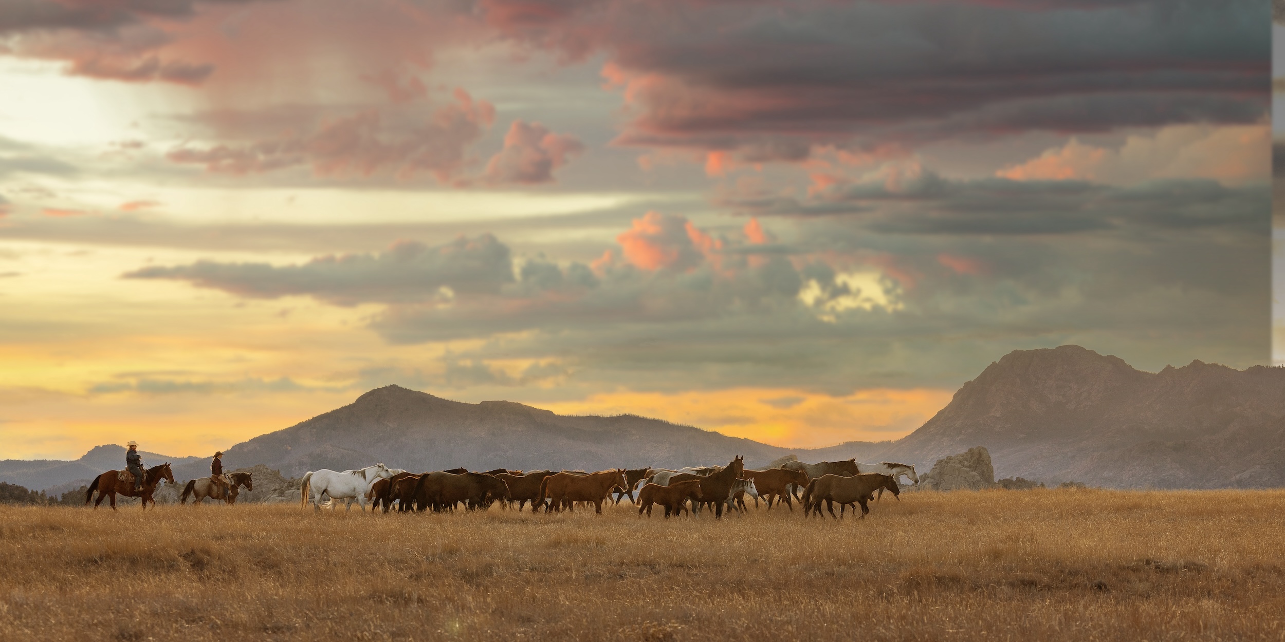 equines roaming ranch land on the high plains with mountains in the background
