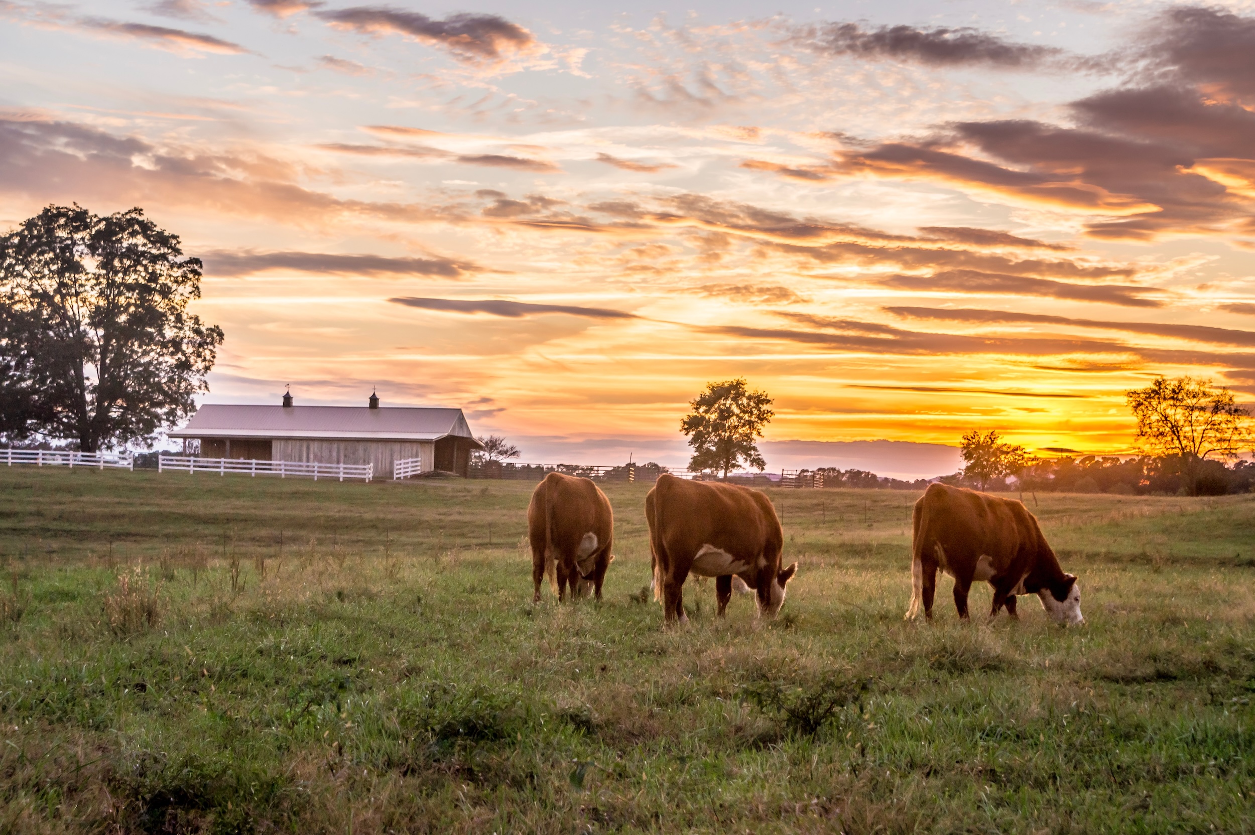 cattle grazing on grassy ranch land at sunrise