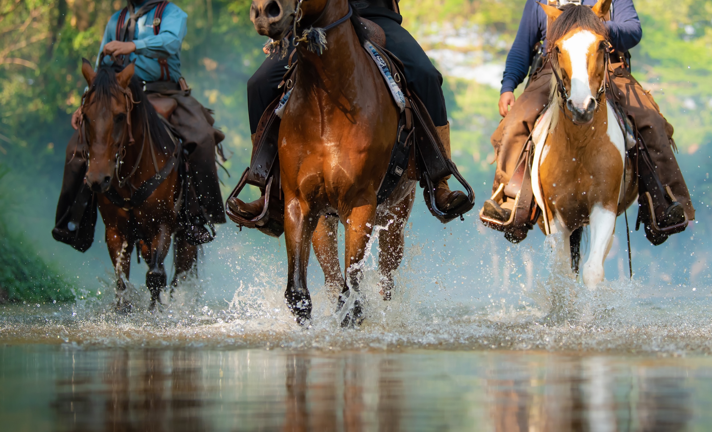 three ranch horses running through a river