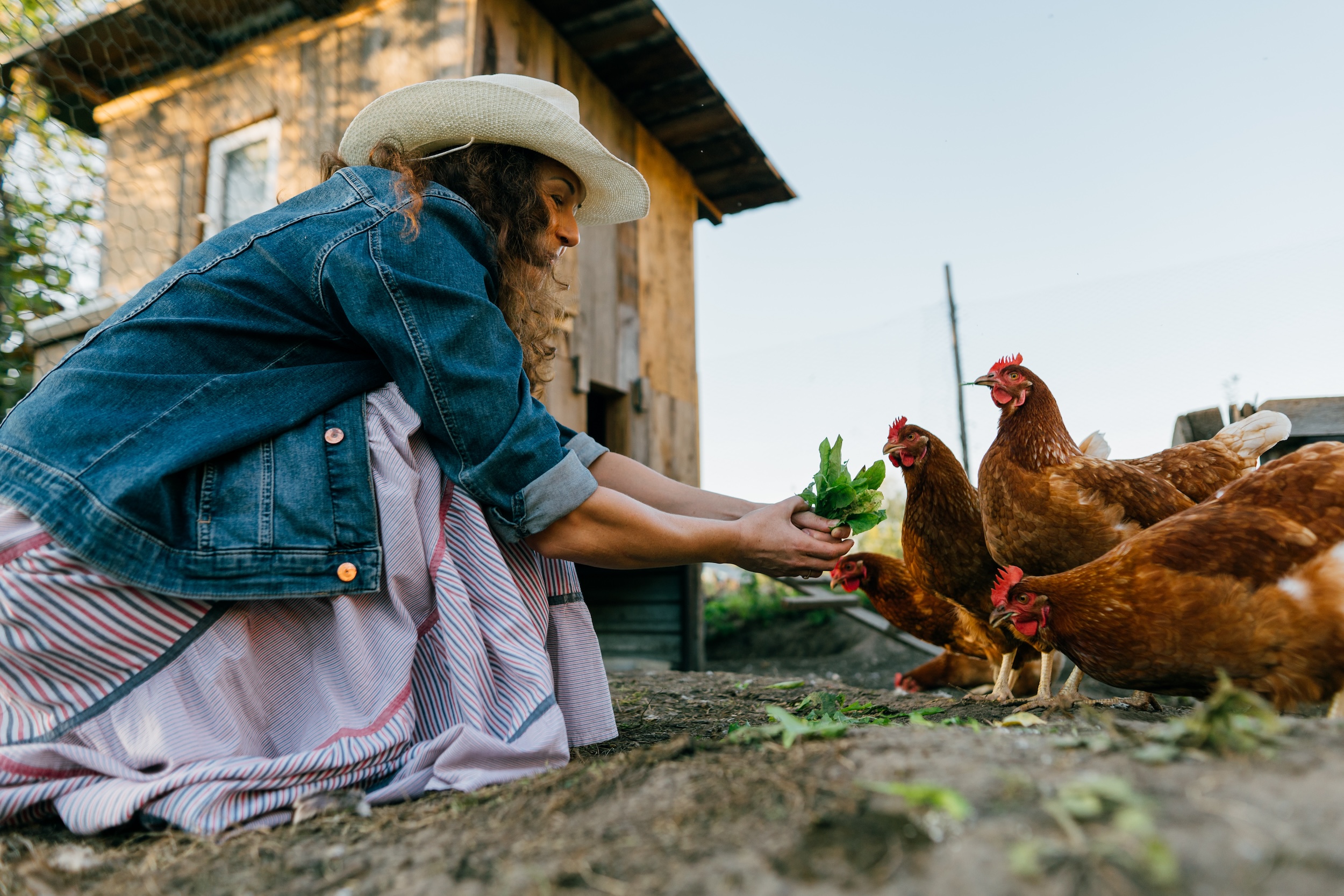 woman in a denim jacket and cowboy hat feeding her chickens on her hobby farm