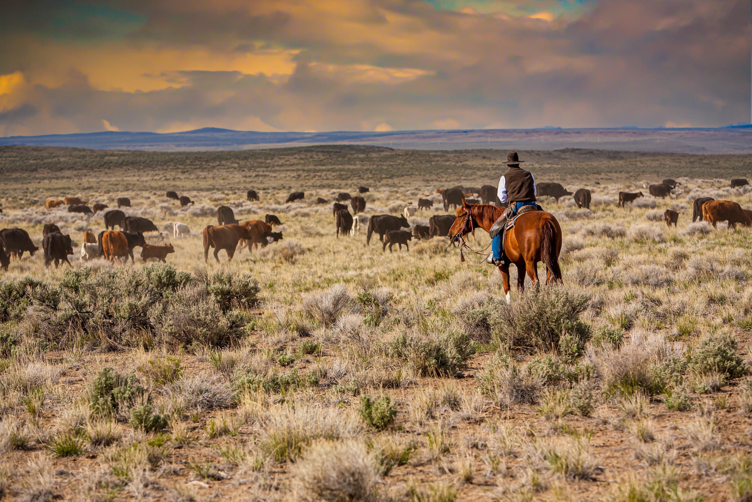 rancher herding his cattle on the ranch he started