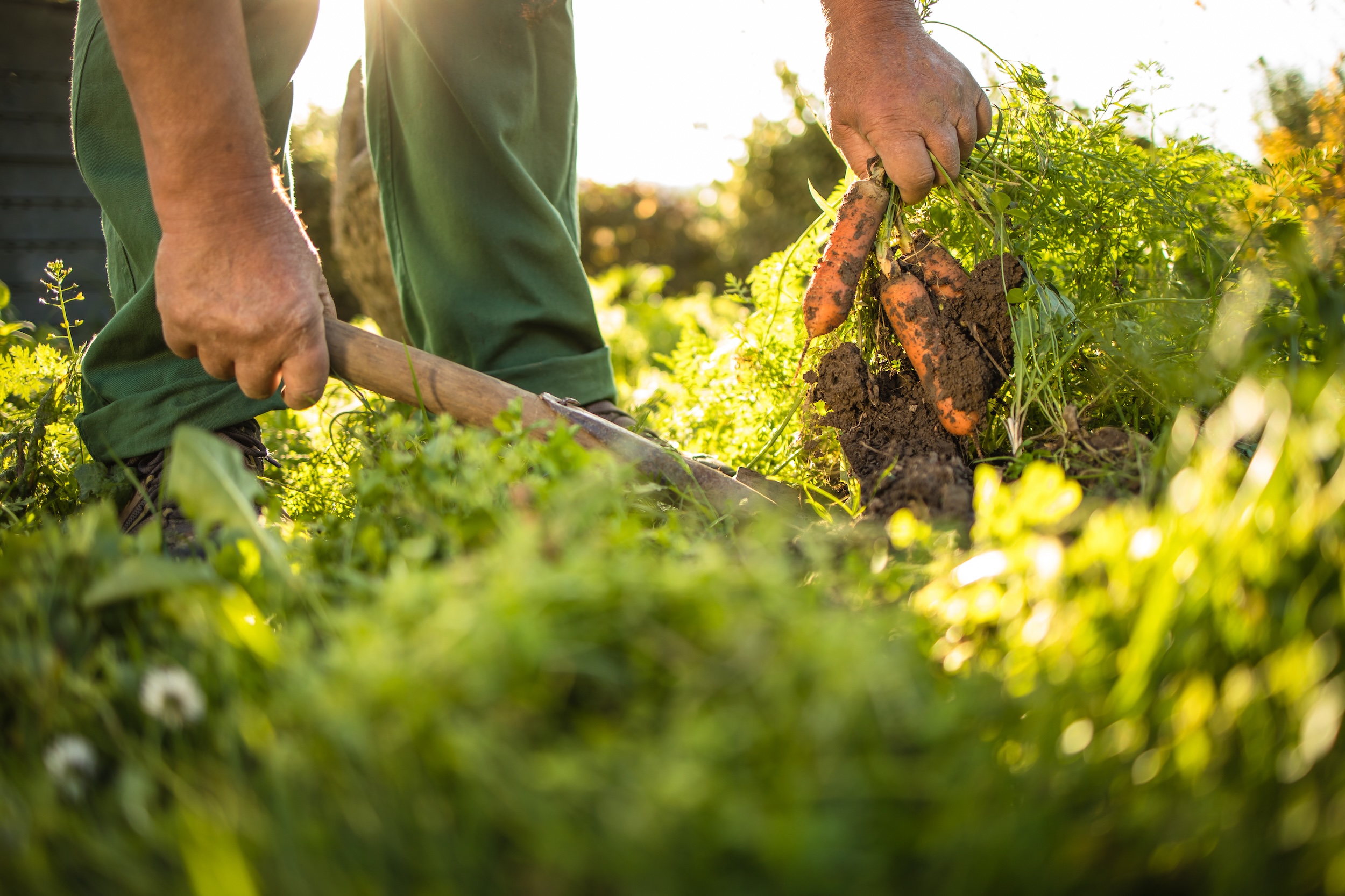farmer pulling carrots out of the ground
