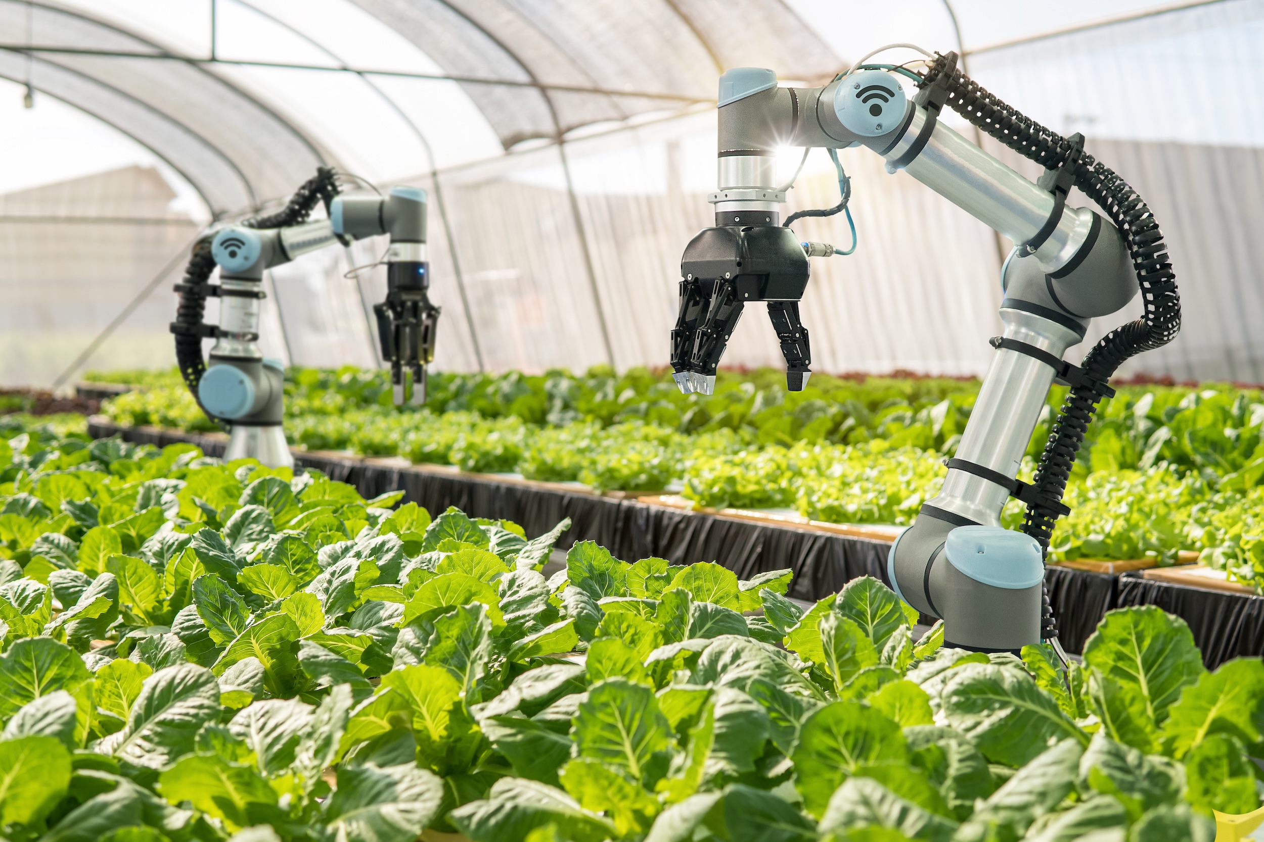 example of robotics, a top trend in agricultural technologies, being used to help with gardening and farming greens in a greenhouse agriculture setting