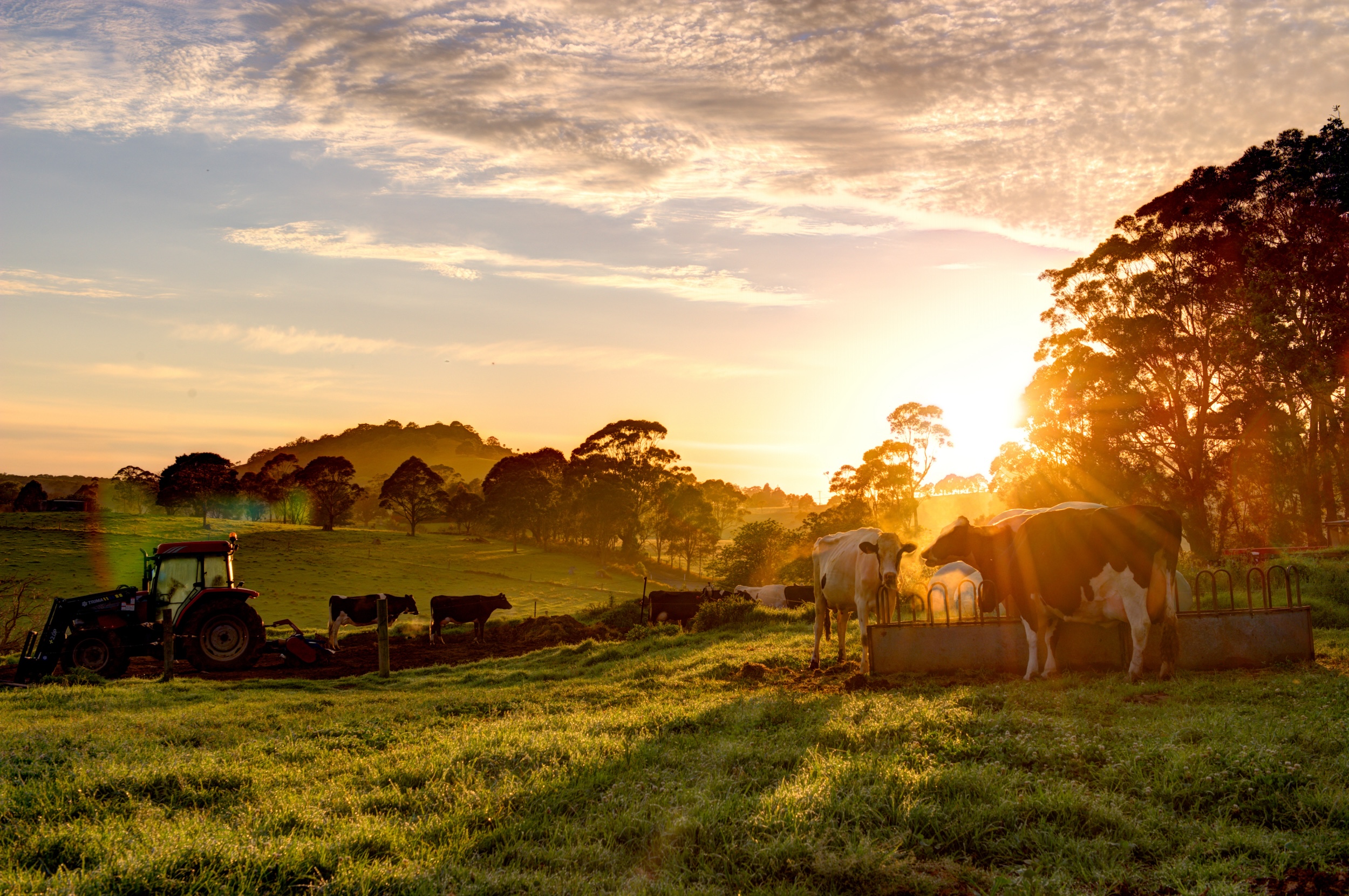 cows grazing on rolling hills farm ranch land real estate showcasing the surface rights