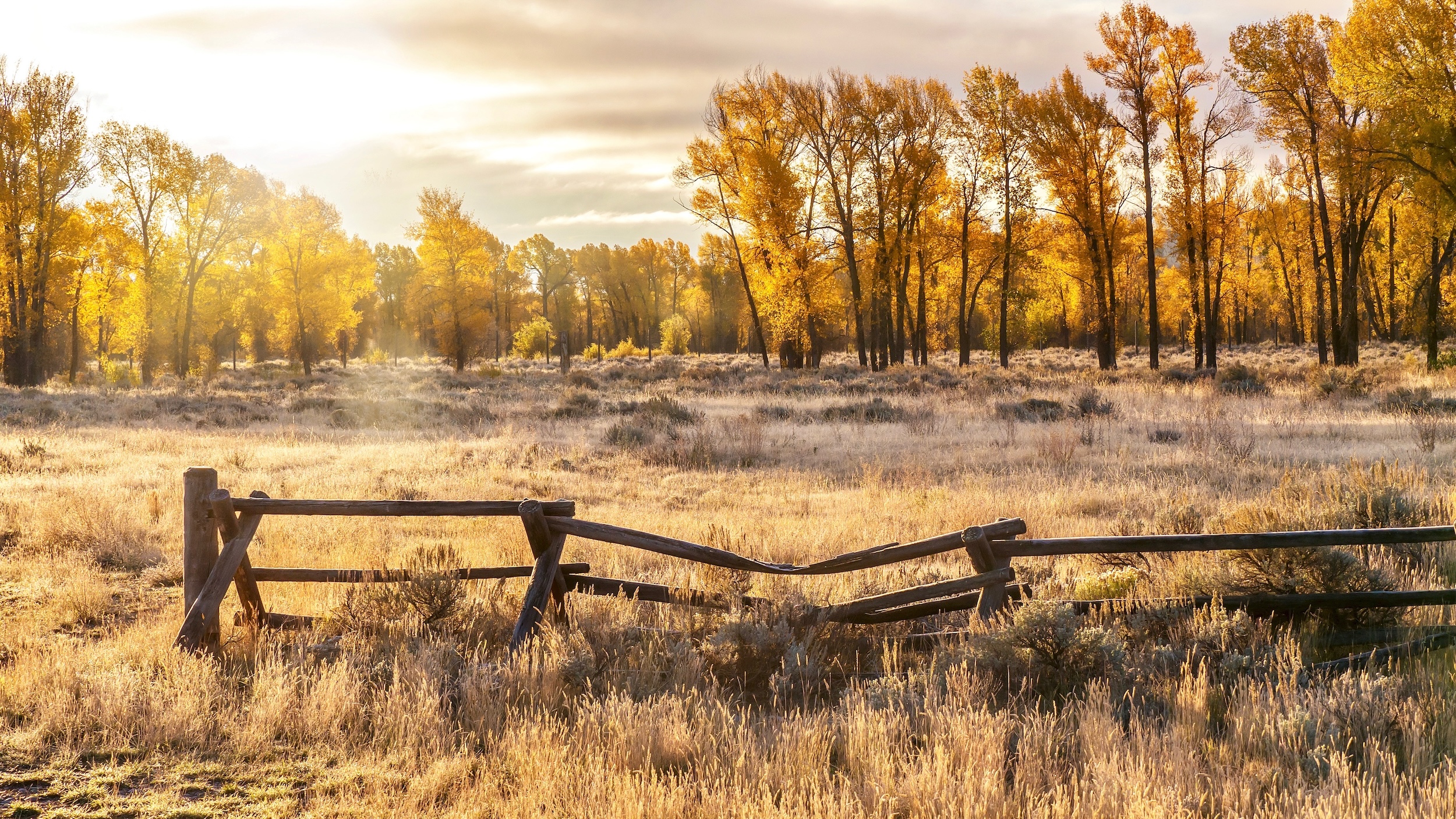 open rural field real estate with trees changing color in autumn showing the surface rights of a plot of land