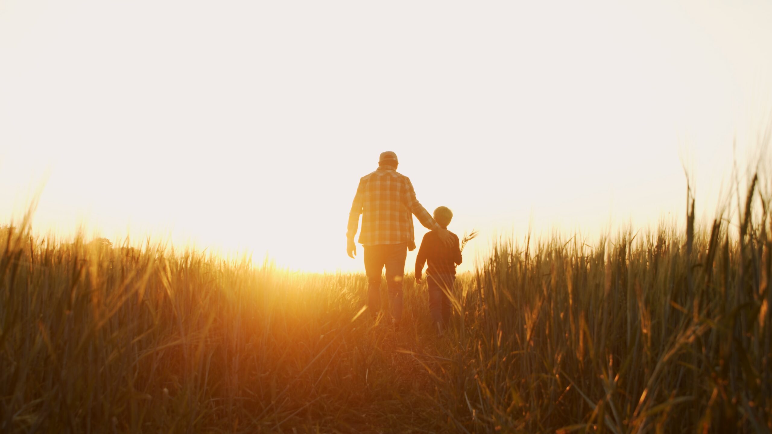 old farmer walking his grandson through a field of wheat at sunset