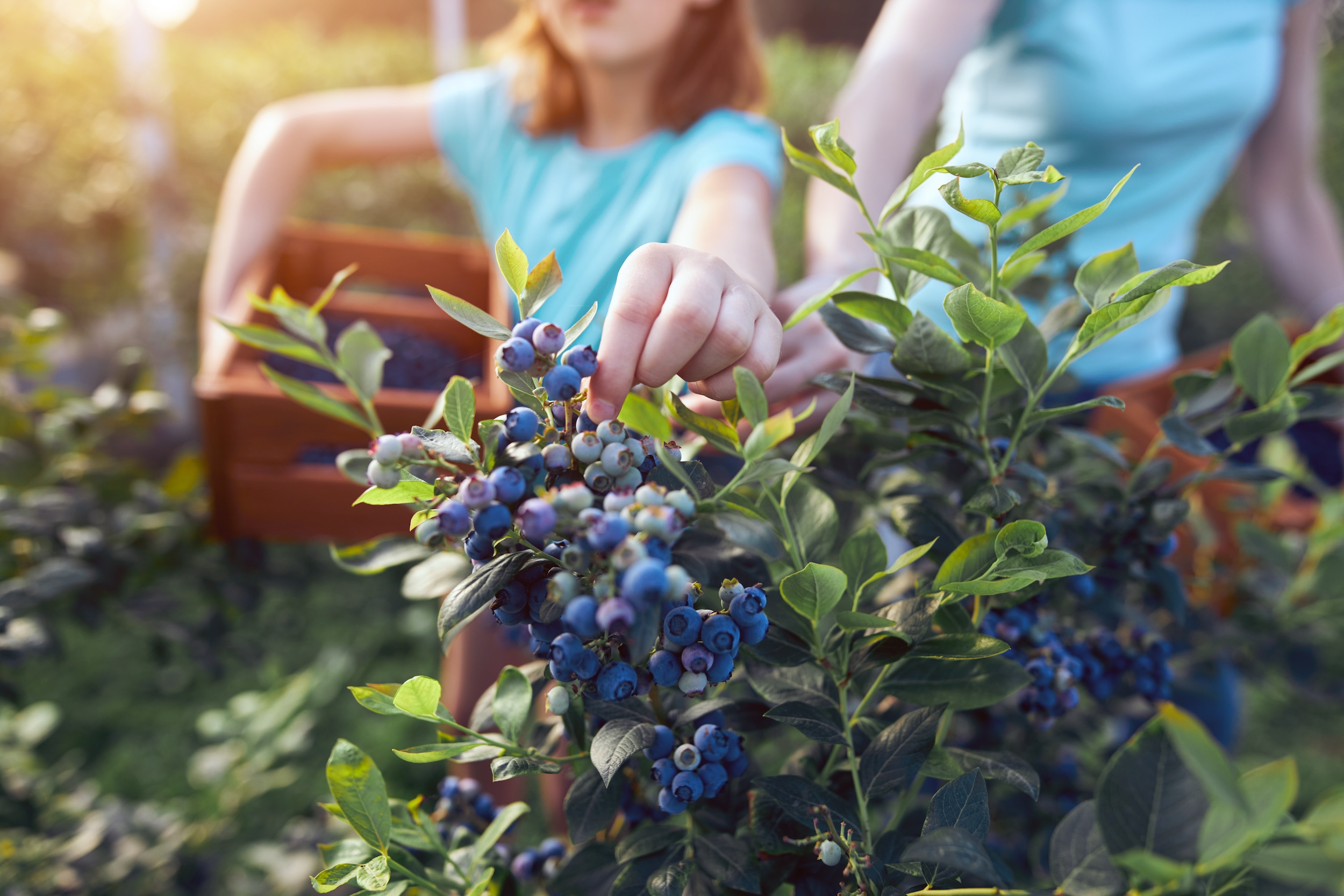 girl and her mother picking blueberries at a u-pick agritourism location, showcasing the popularity of this growing trend in agriculture