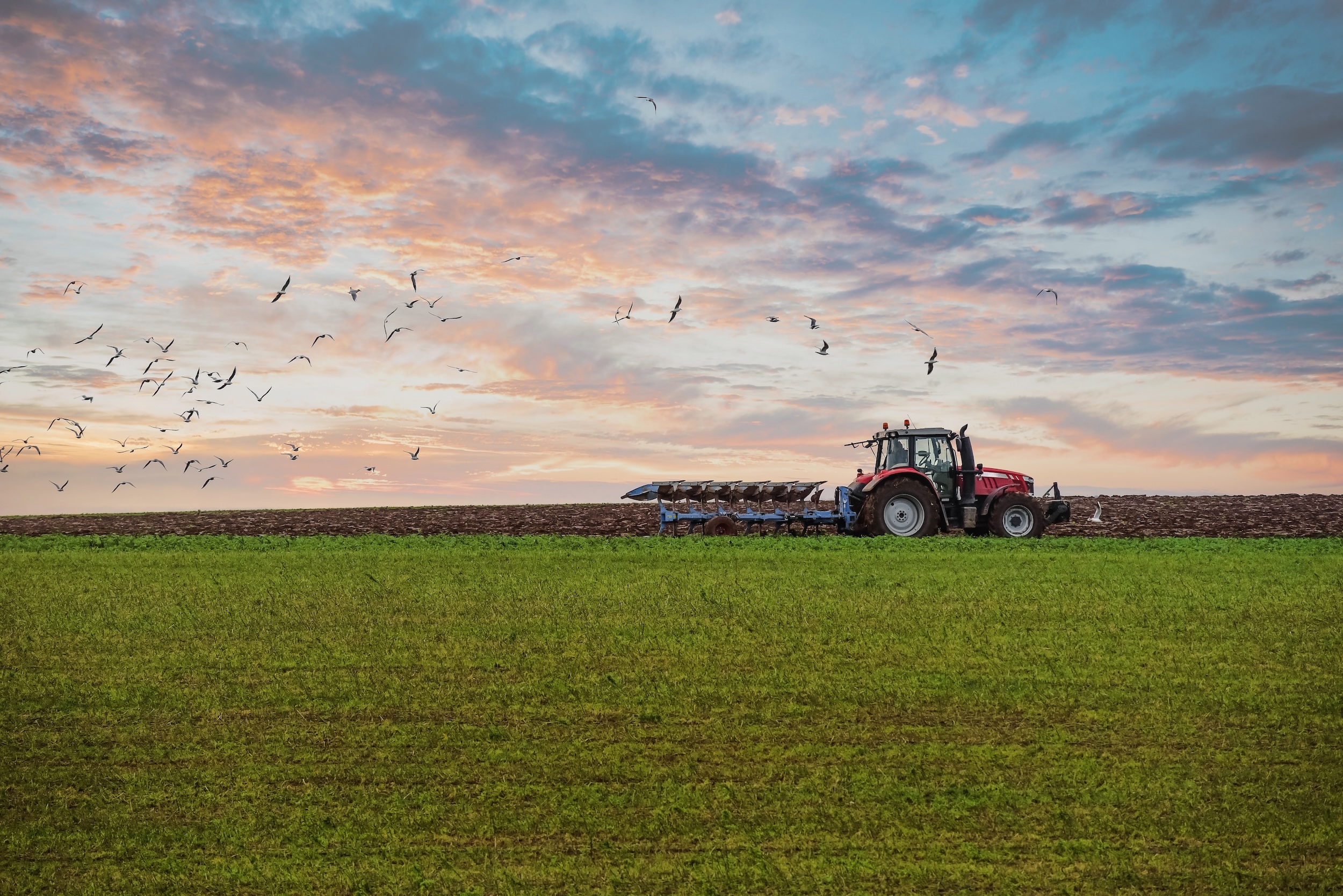 large size tractor driving through a green field of row crops while birds fly overhead