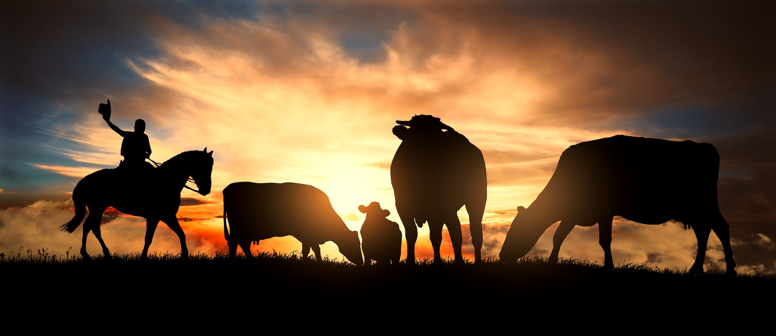 cattle rancher who lives on a ranch herding cows while riding his horse