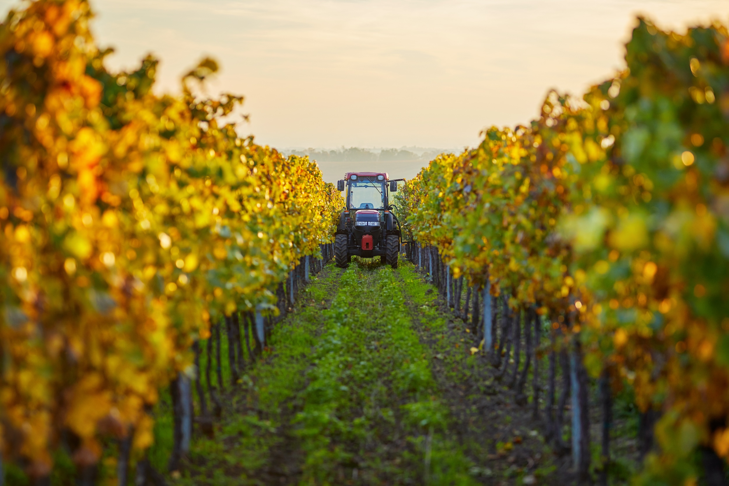 tractor driving through a row on a vineyard