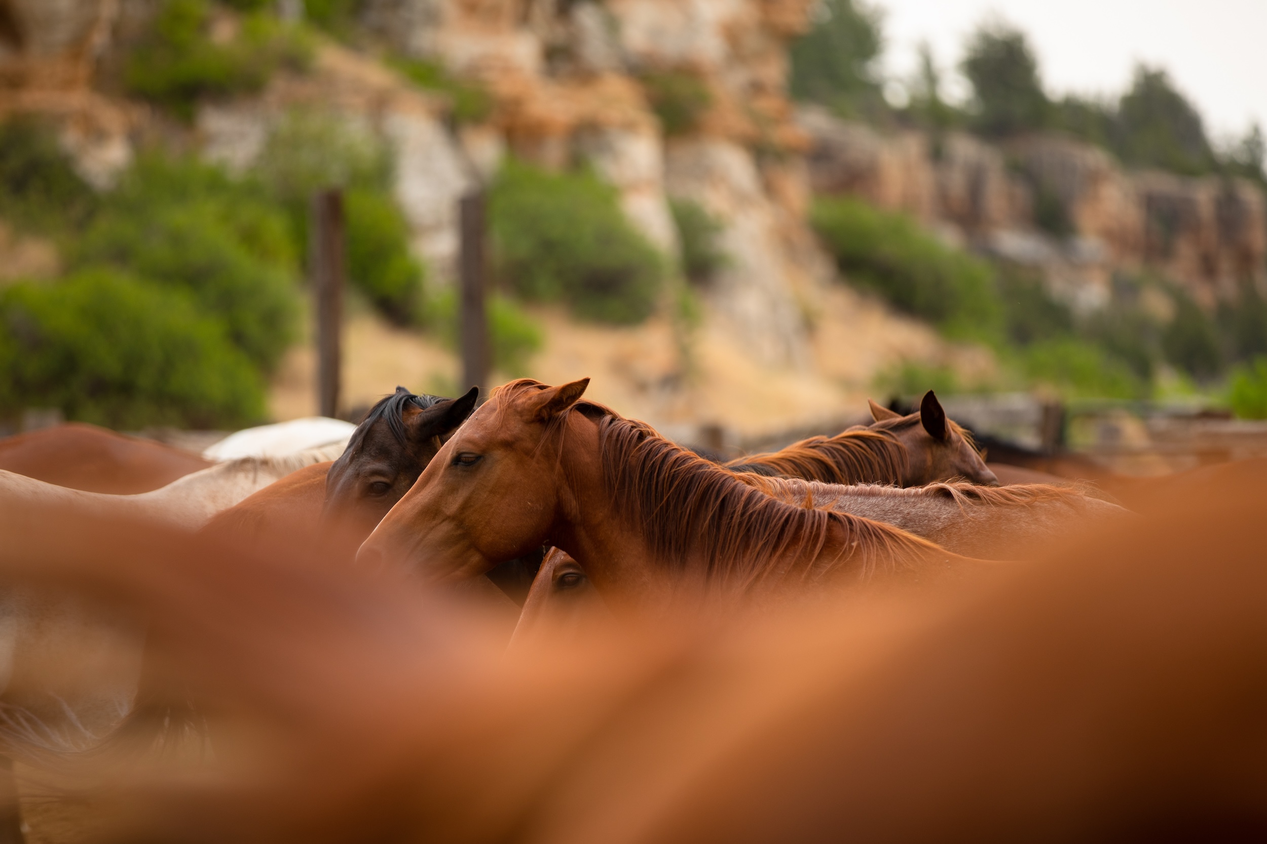 brown horses living on a ranch