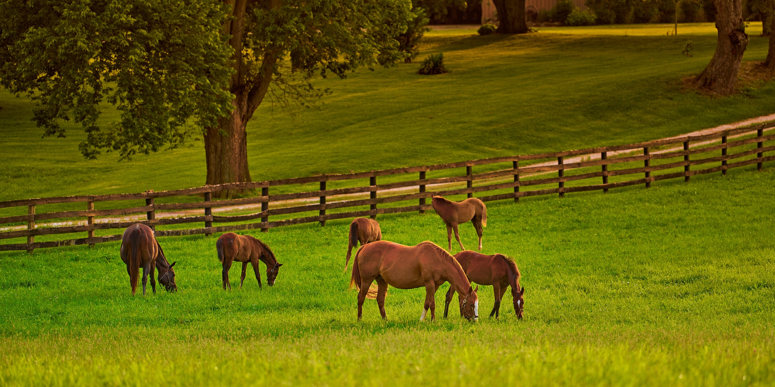 horses meandering on a field located on a property acquired through land financing