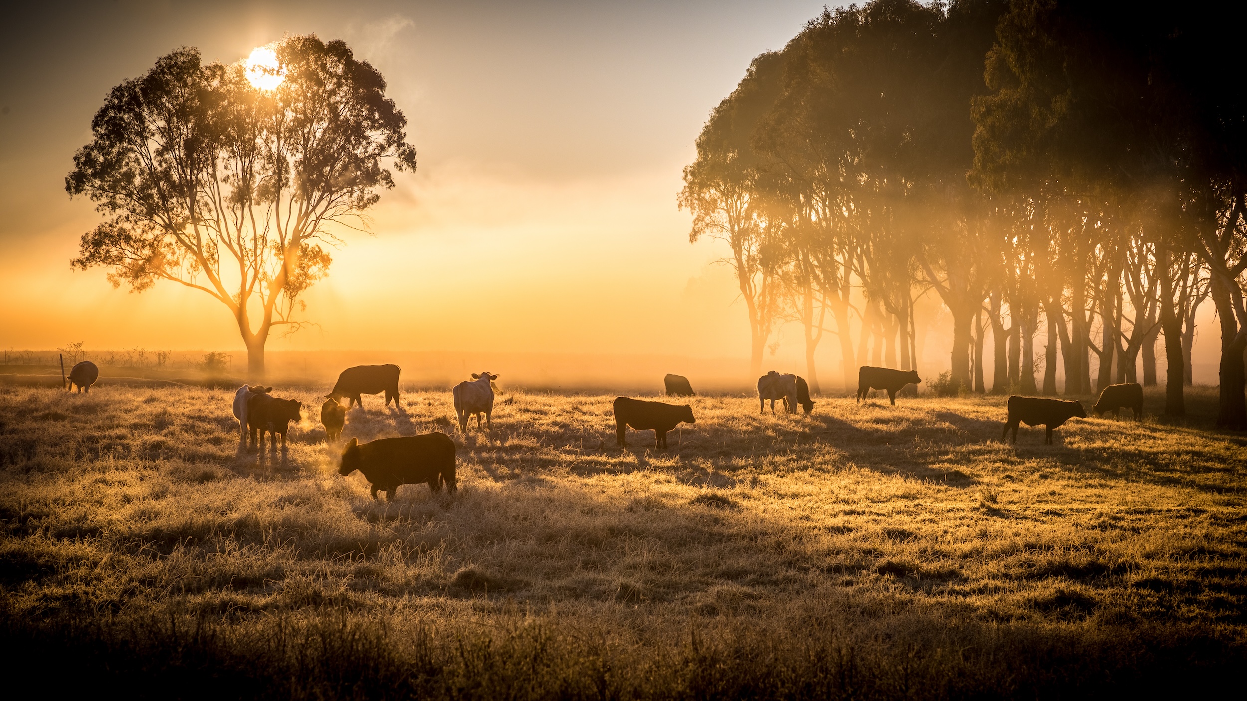 cows grazing on a sun soaked field at sunset