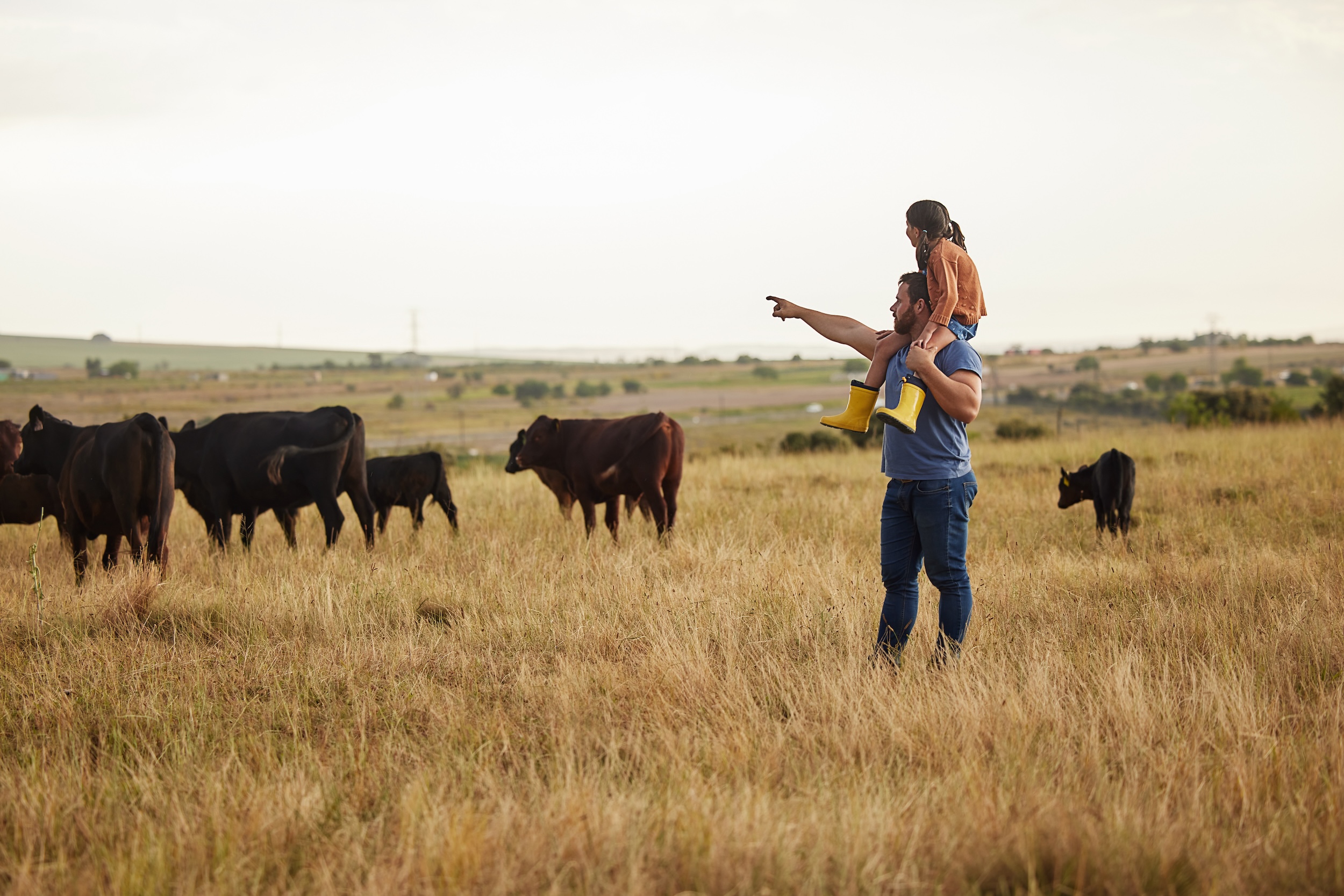 girl sitting on her dad's shoulders while he points out the cattle grazing on the ranch they live on