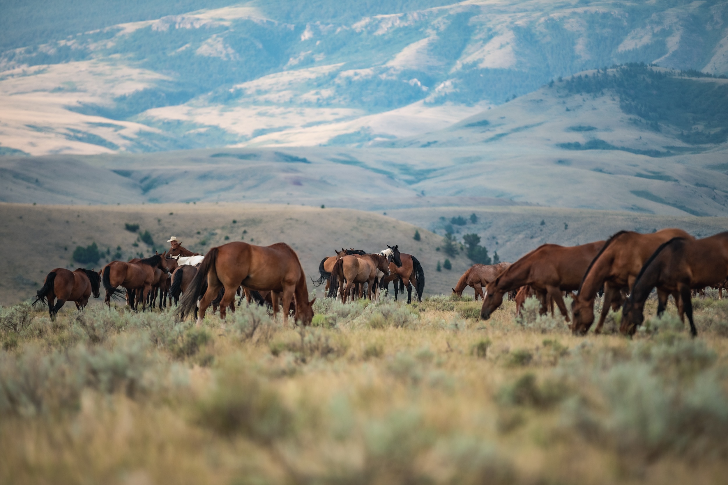ranch life horses grazing on grass in a mountain setting