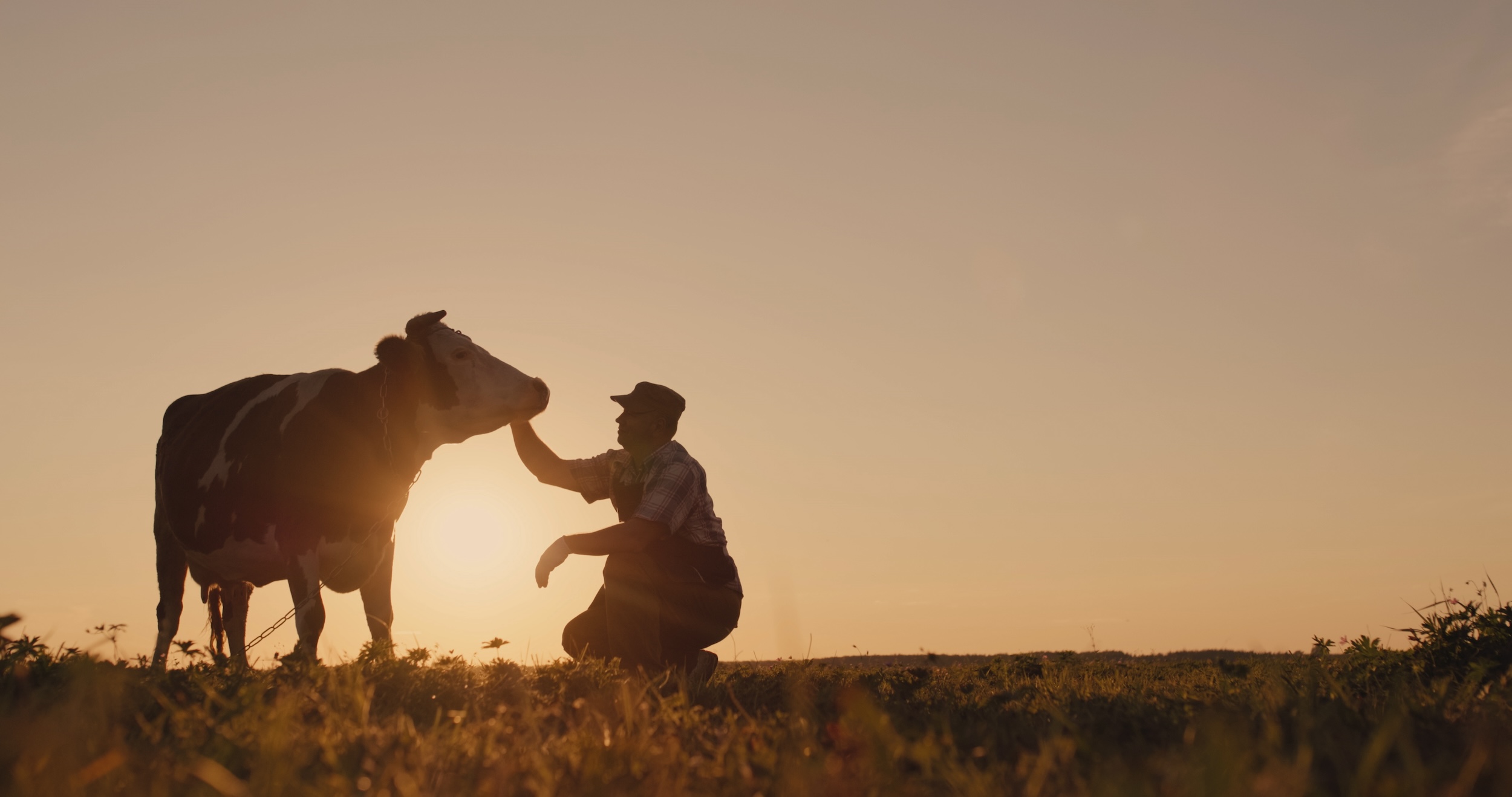 farmer standing in a pasture and petting his cow