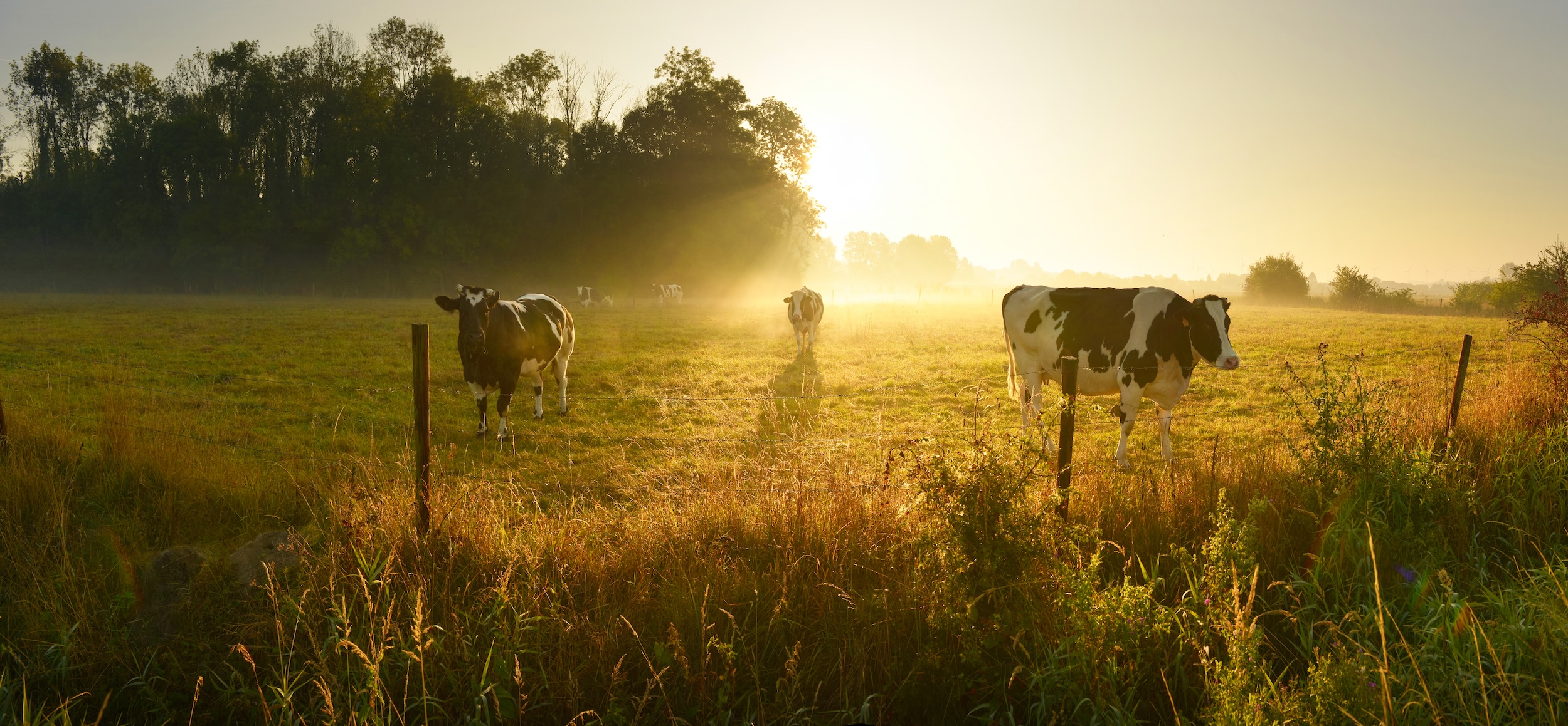 cows grazing on an pasture behind a fence on a dairy farm at sunrise