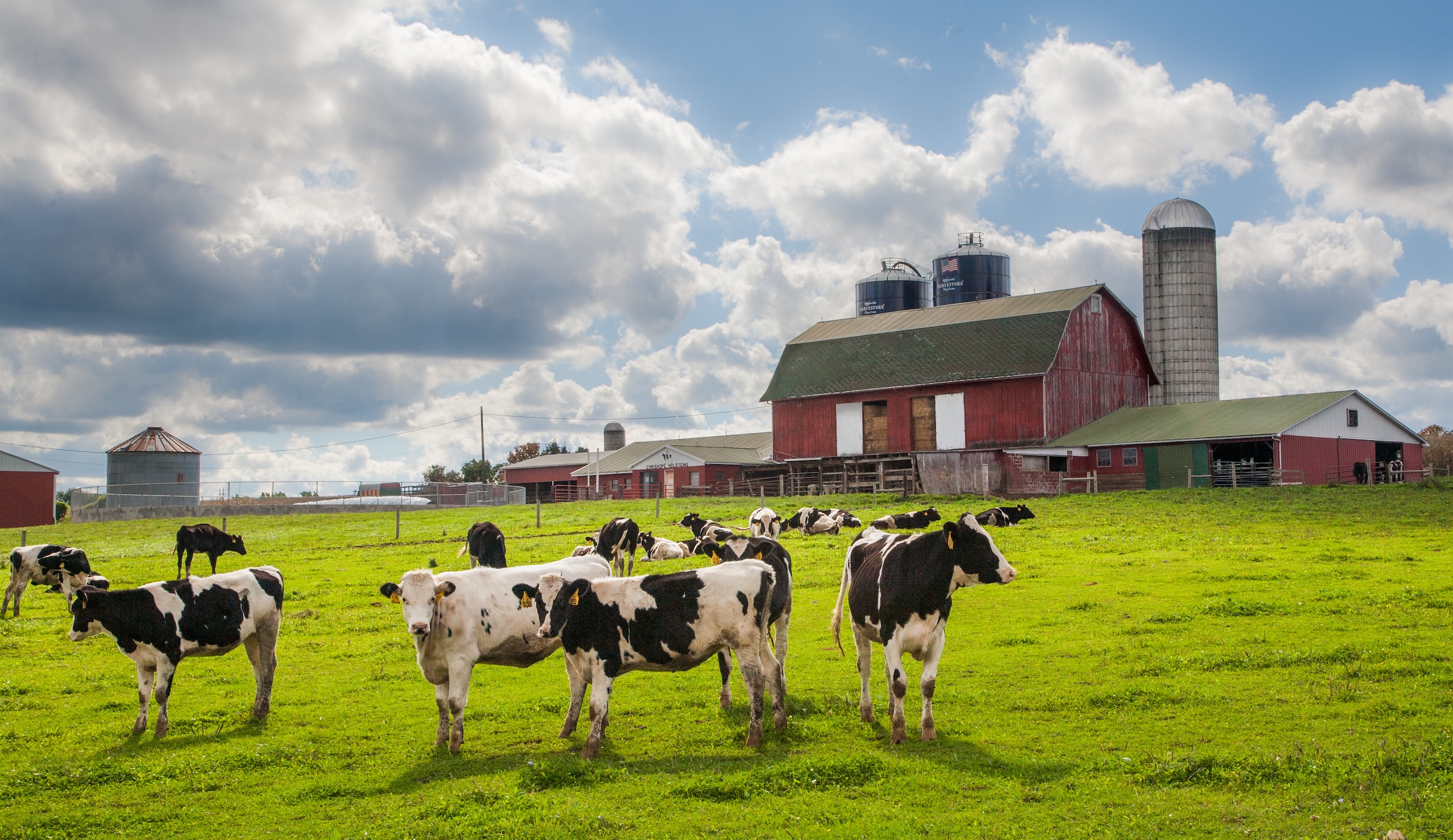 cows roaming on an open green pasture on a dairy farm with a red barn behind them