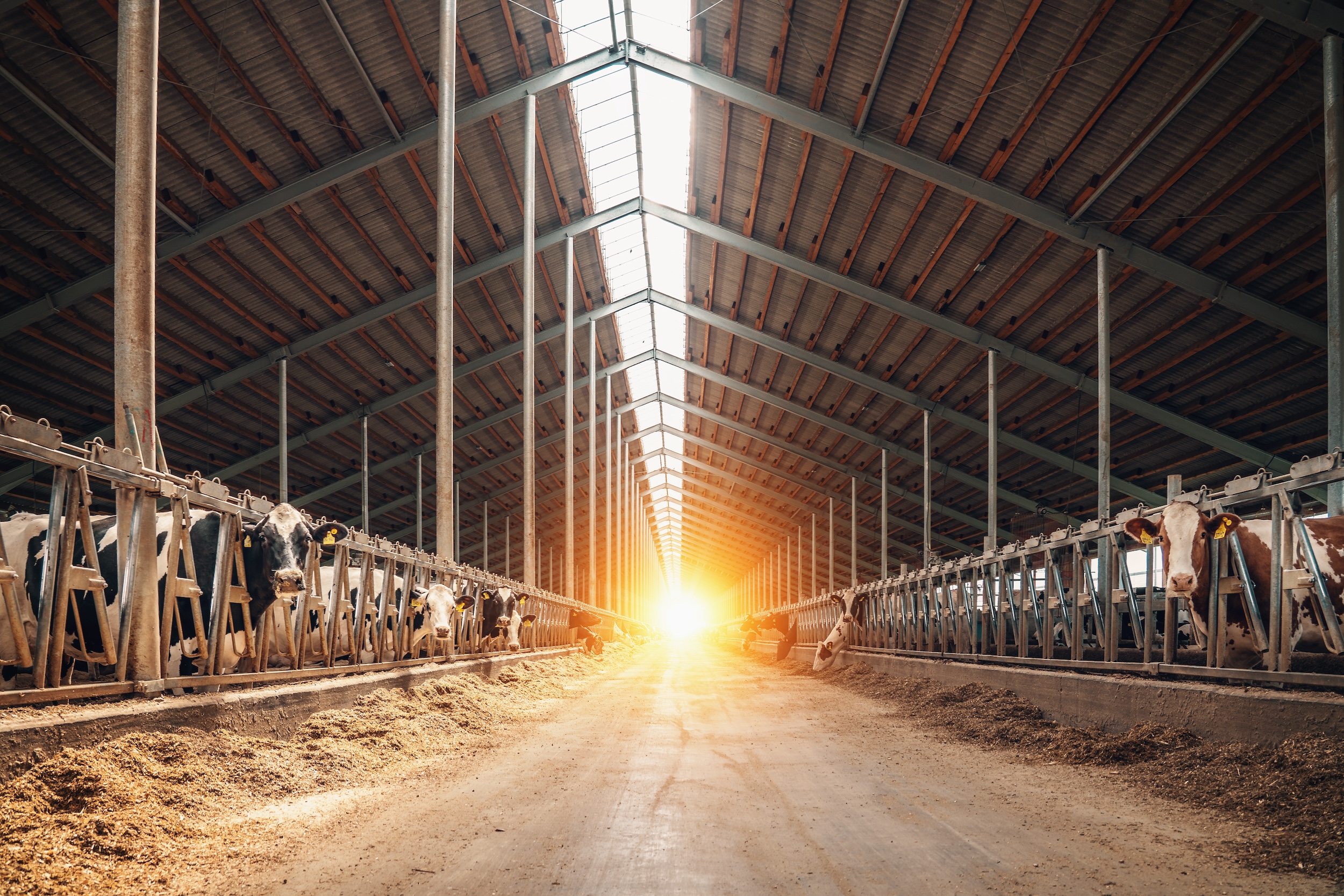 cows inside cow stall dairy farm equipment