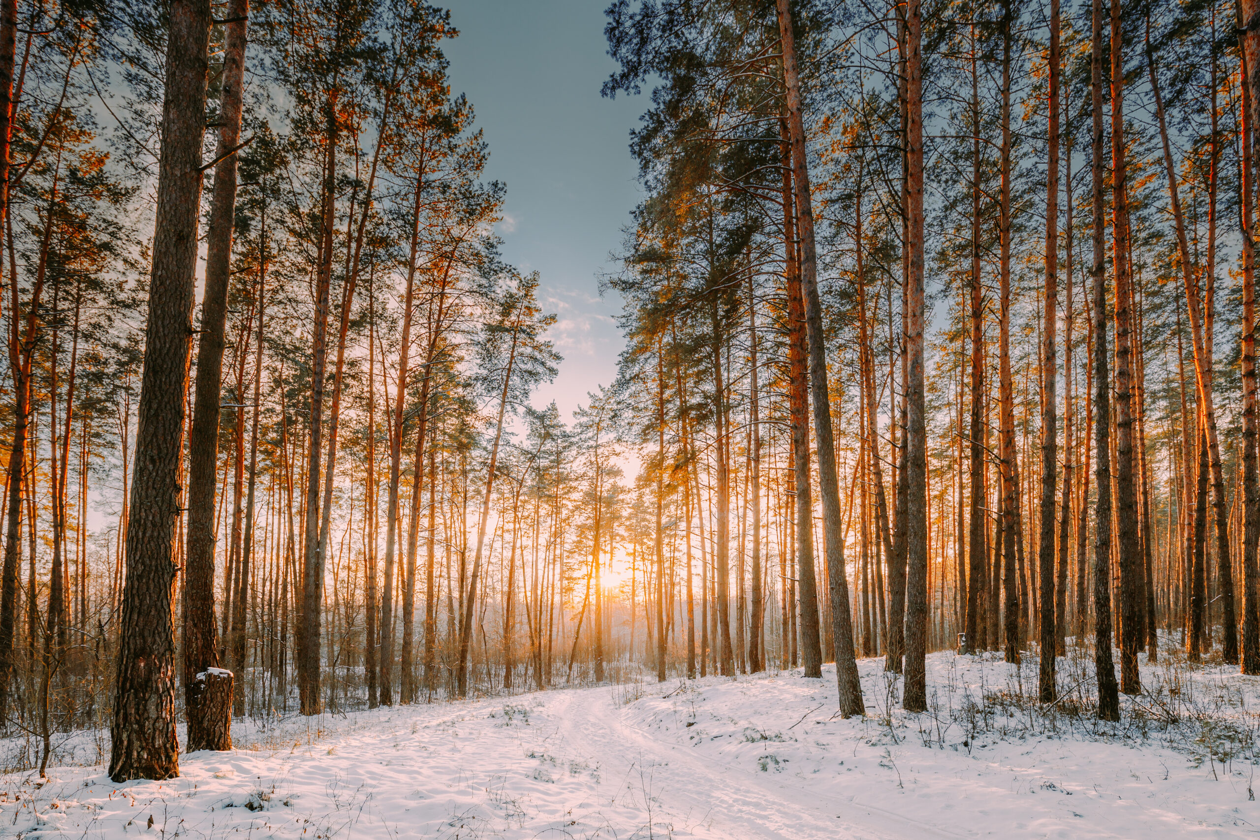 rows of trees on snowy ground on a piece of investment land that is good for timber harvesting