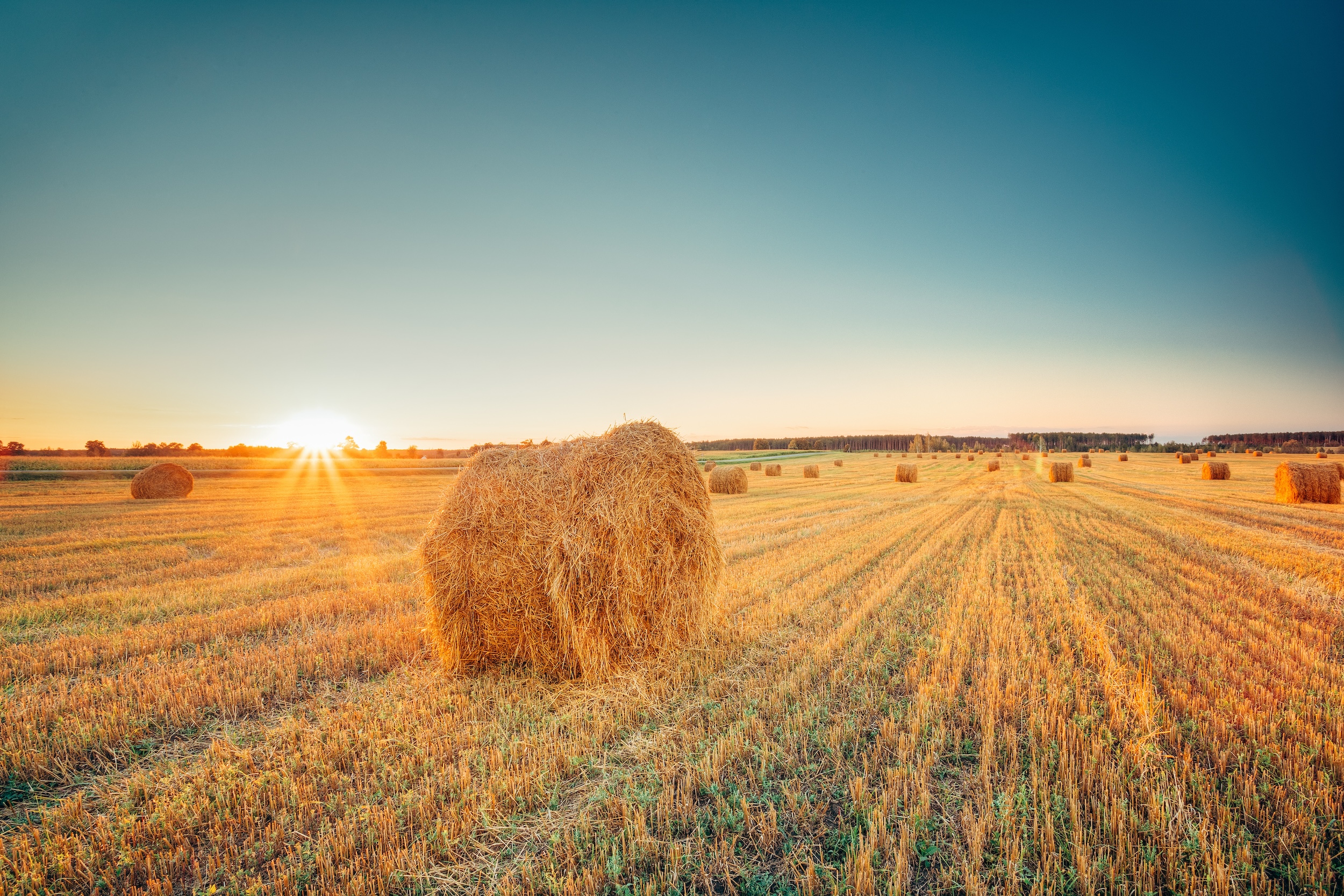 hay bales lined up on a piece of rural agricultural farmland