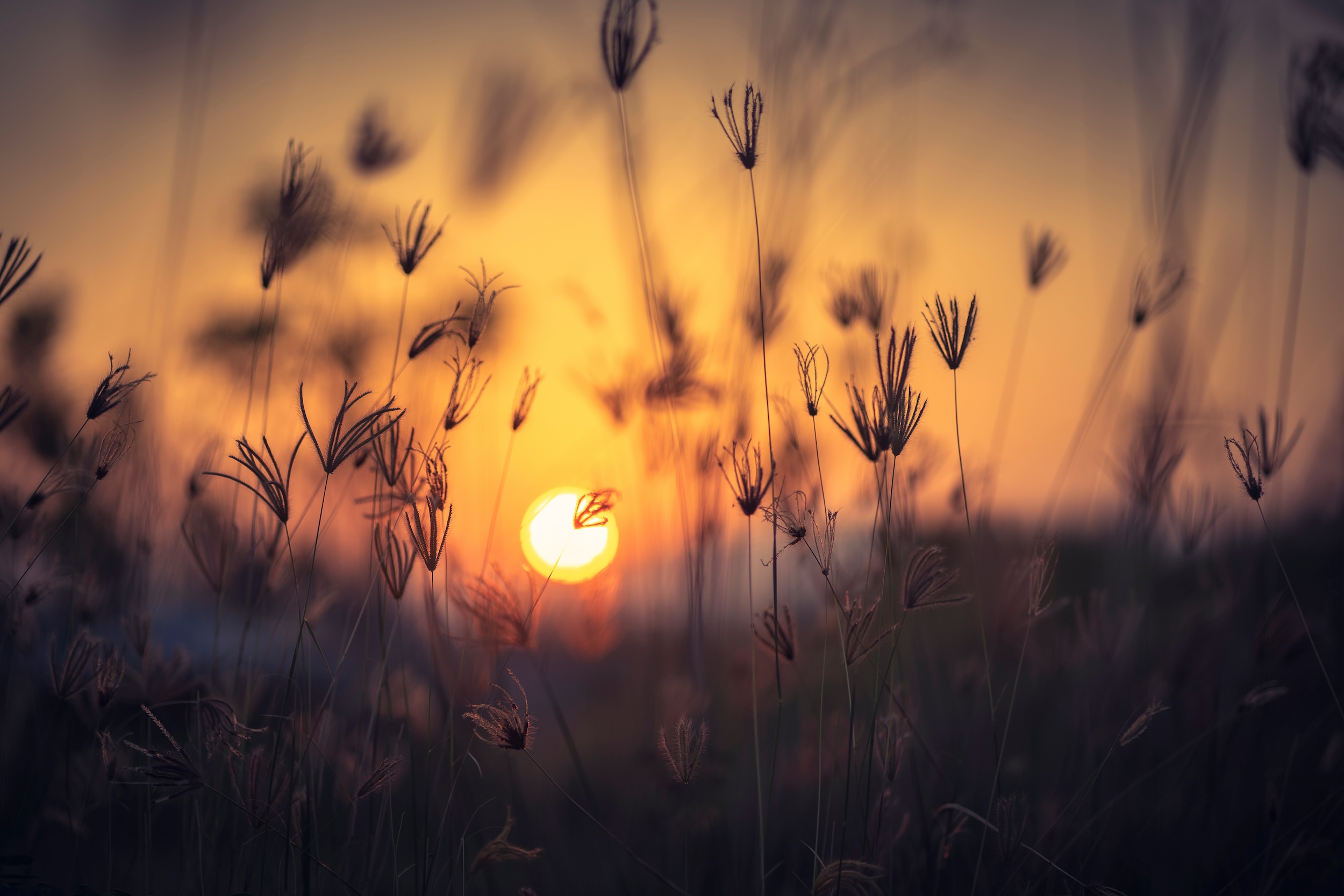 sun framed between plants at sunset