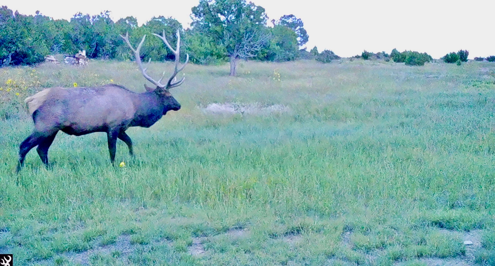 How Do Elk Find Water? Secrets of Survival in the Wild