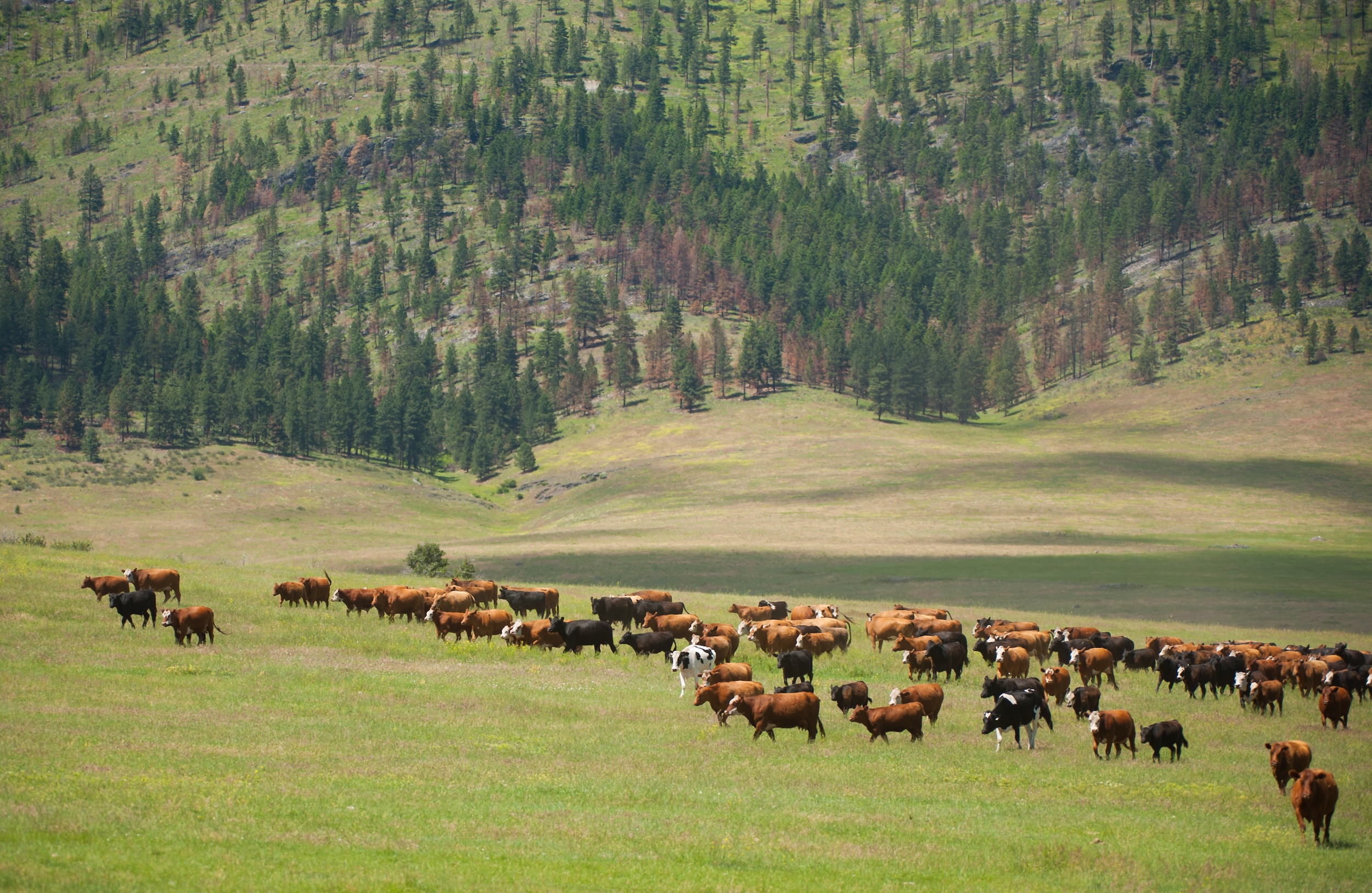 cattle ranching operation on a wide open plot of land in the state of Montana