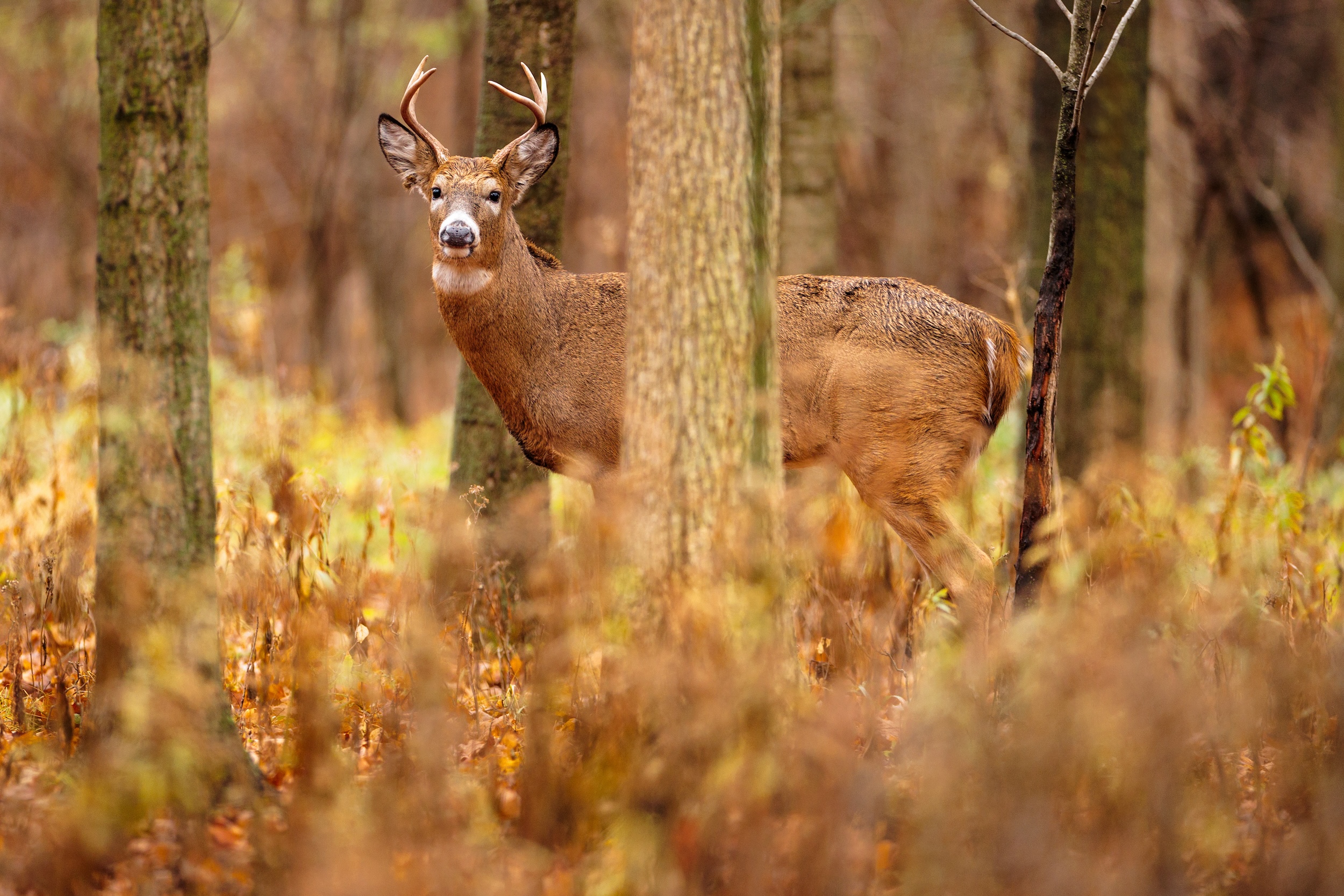 whitetail deer roaming through forested land in Wisconsin