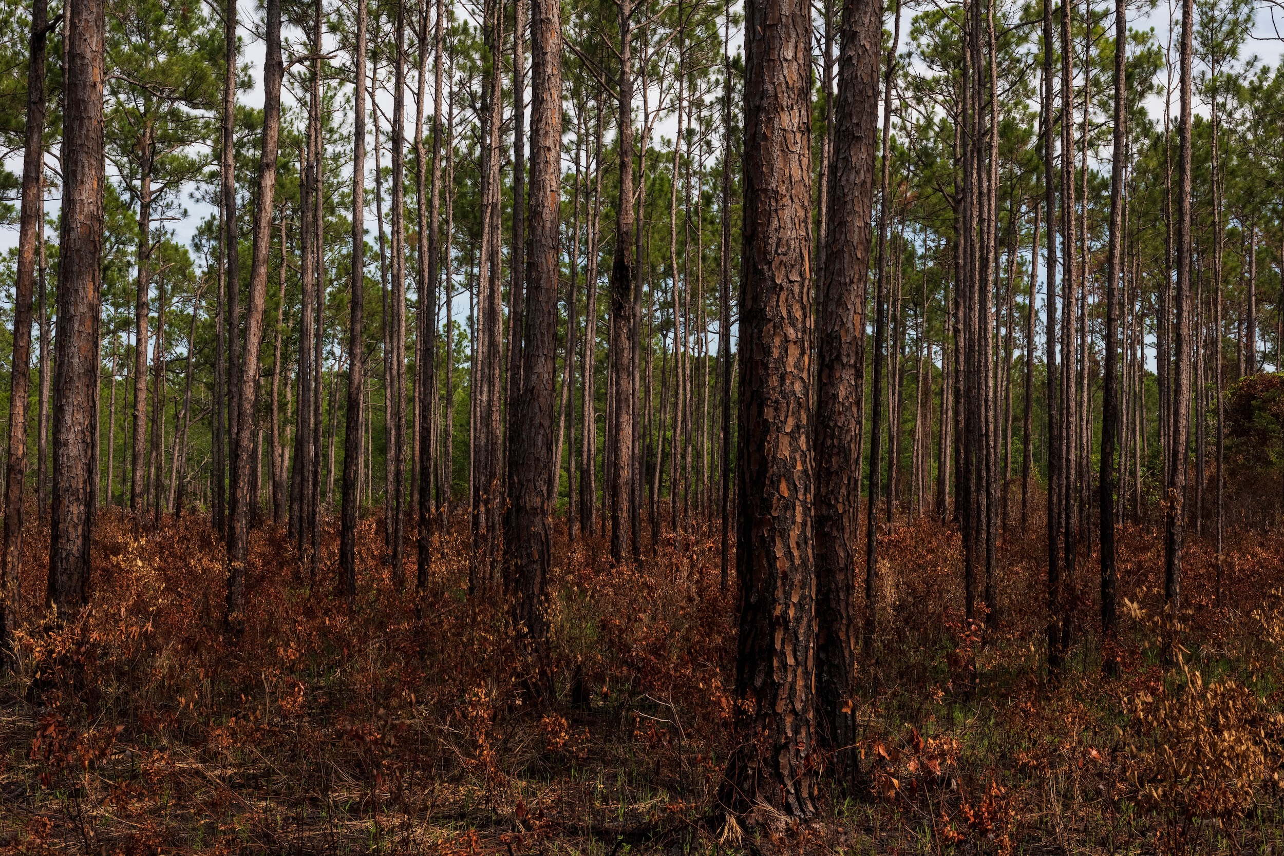 Alabama timber land covered in pine trees