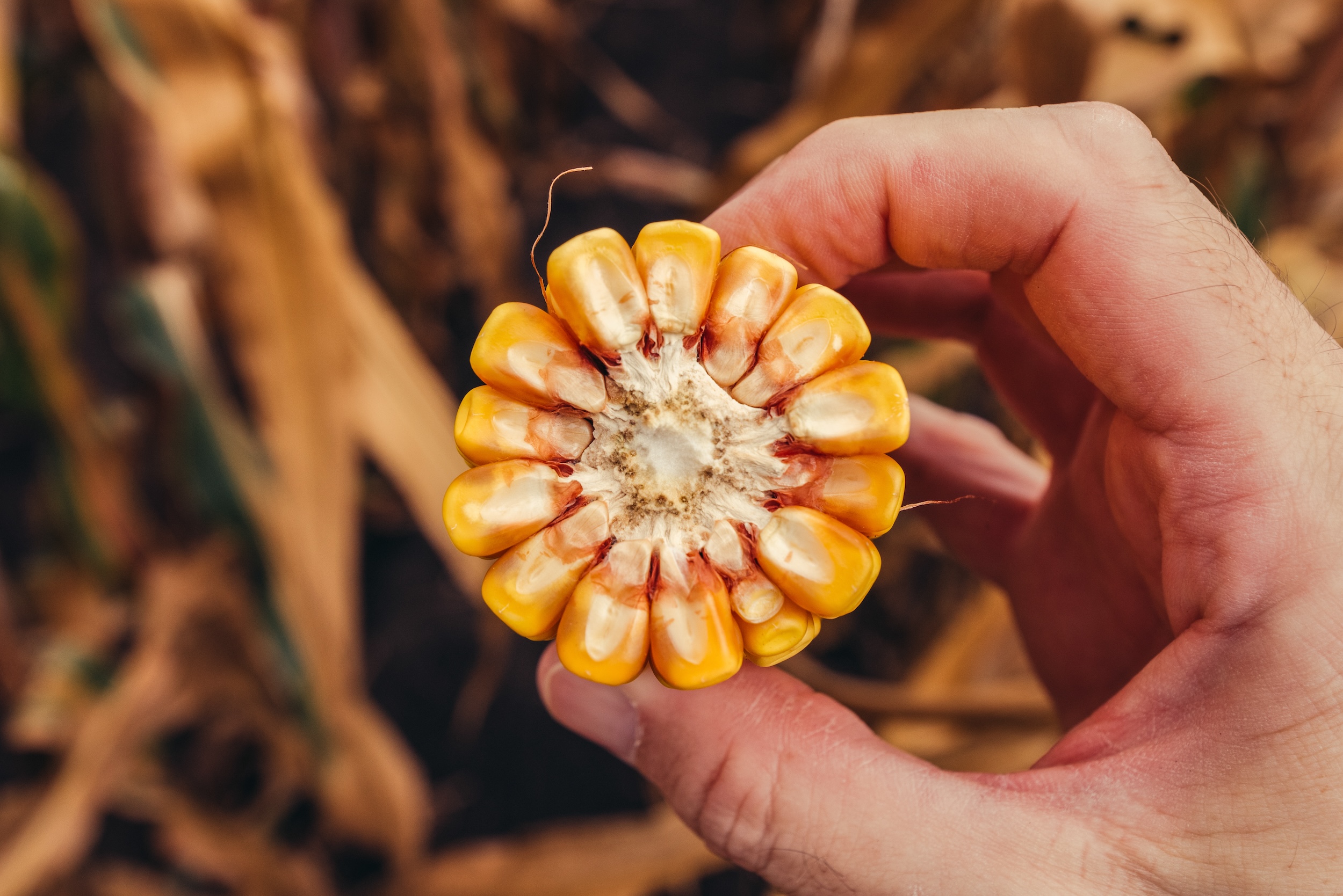 the inside of a broken in half cob of corn exposing the kernels and whether it was ready to harvest