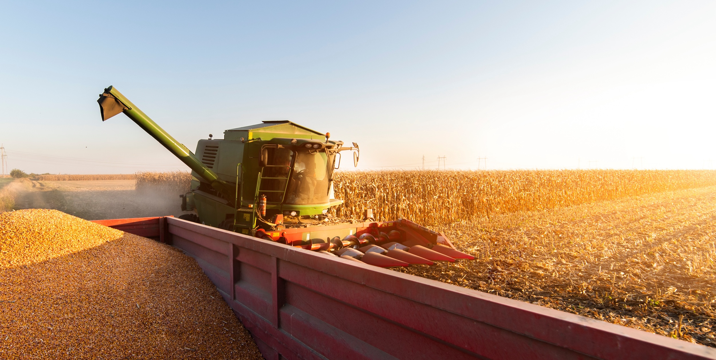 kernels being moved from a combine harvester to a grain cart when it was ready to be harvested