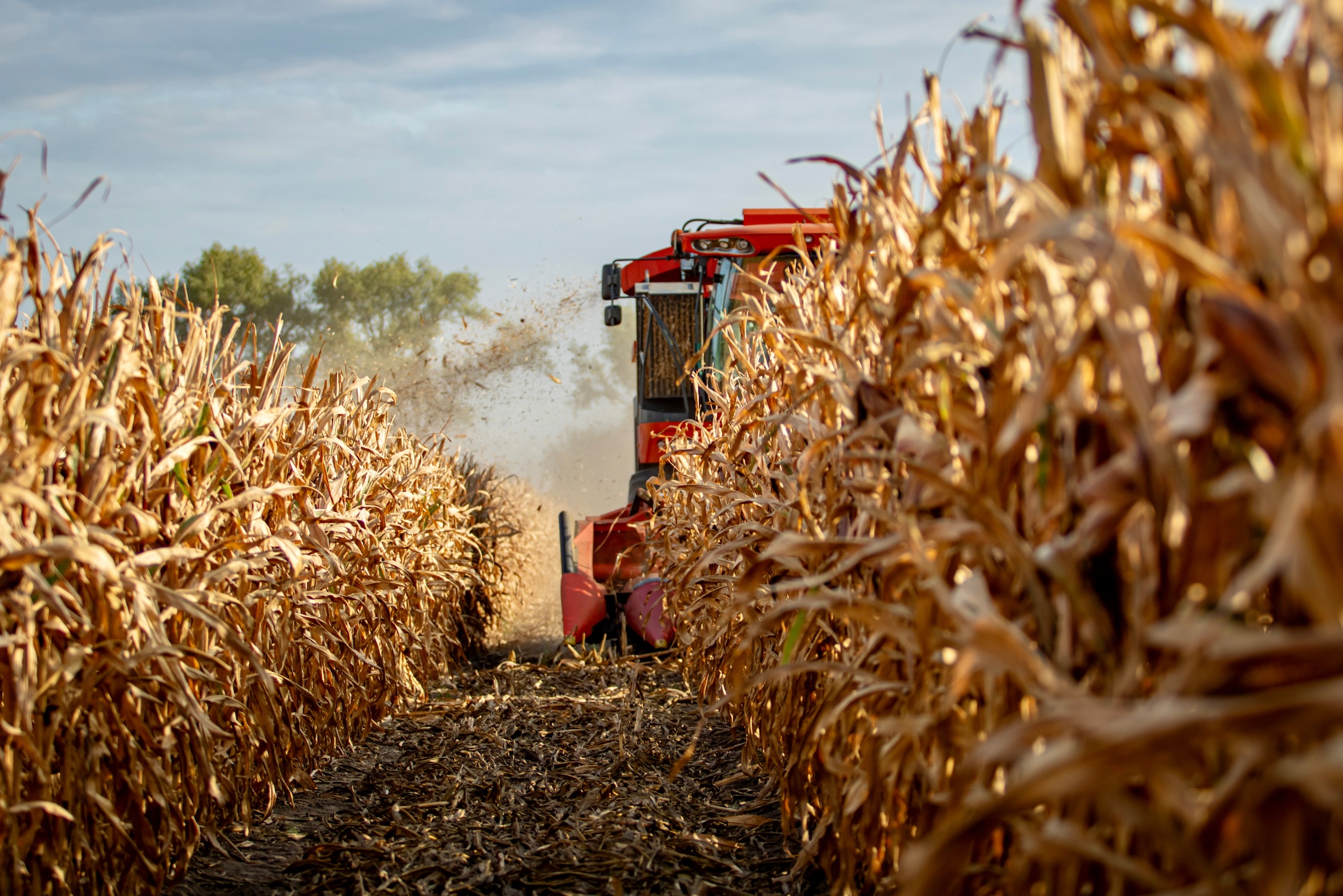 combine harvester driving down a row of corn crops when it was ready to harvest