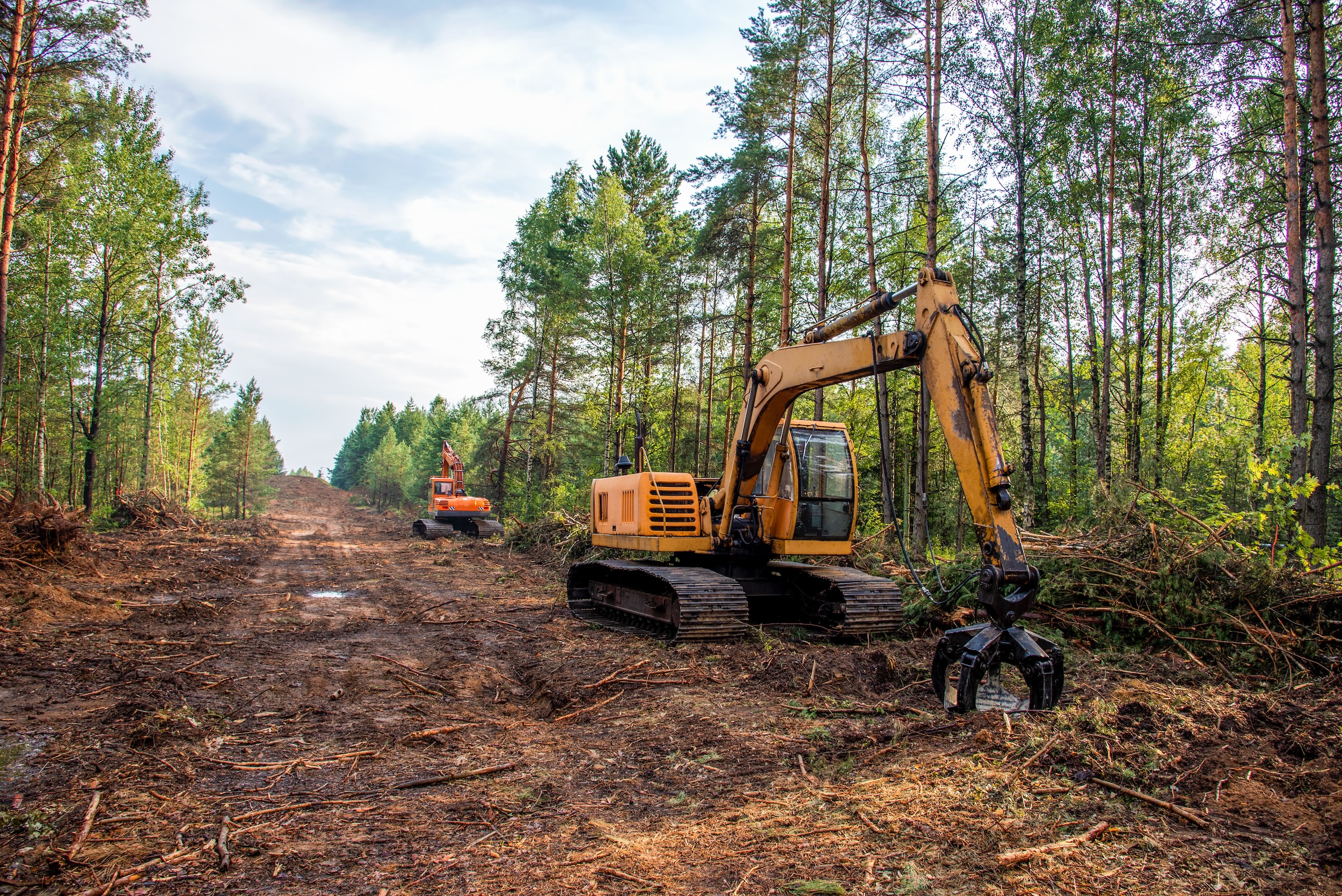 excavator clearing land with rows of pine trees on it
