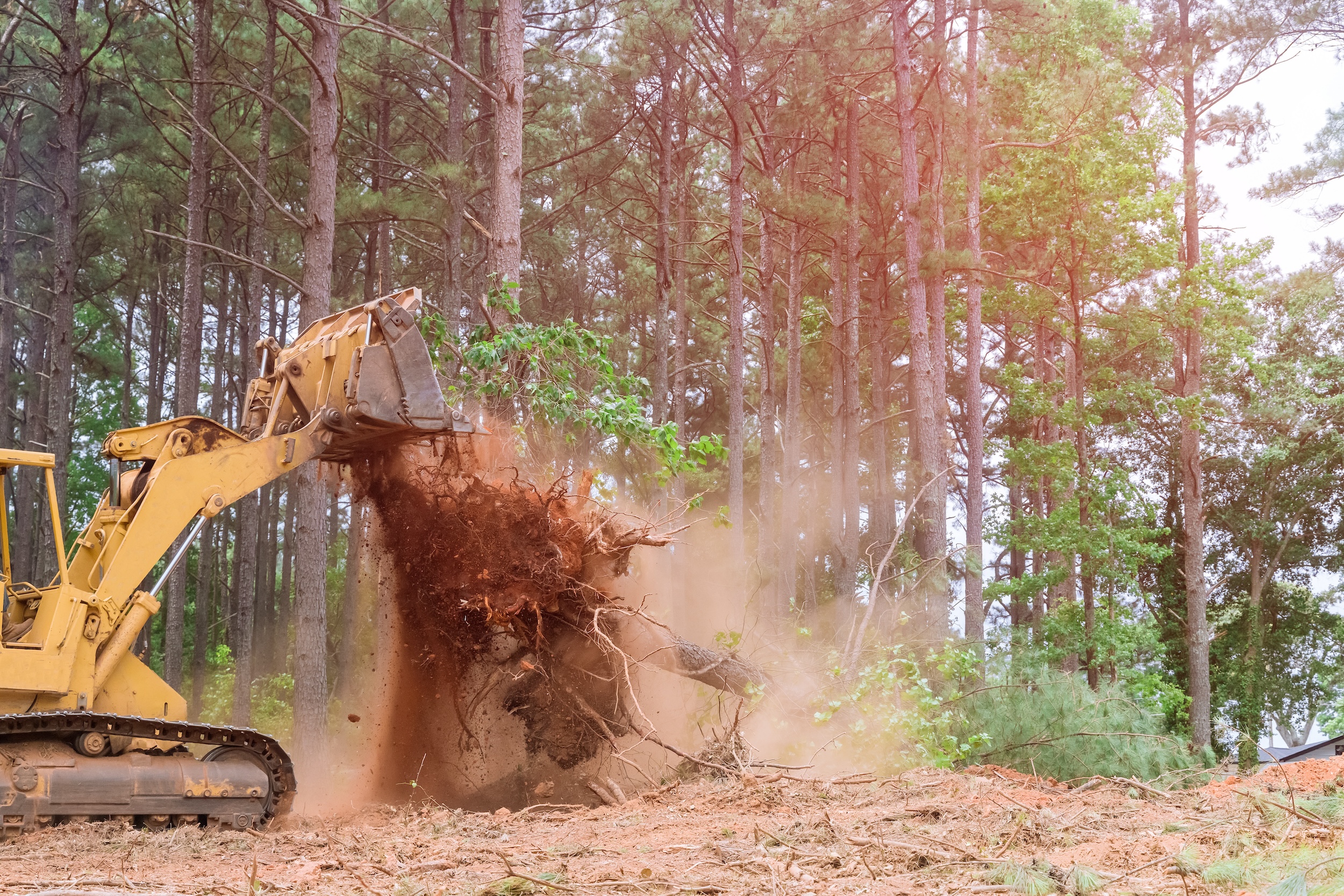 excavator showing how to clear land by uprooting a tree