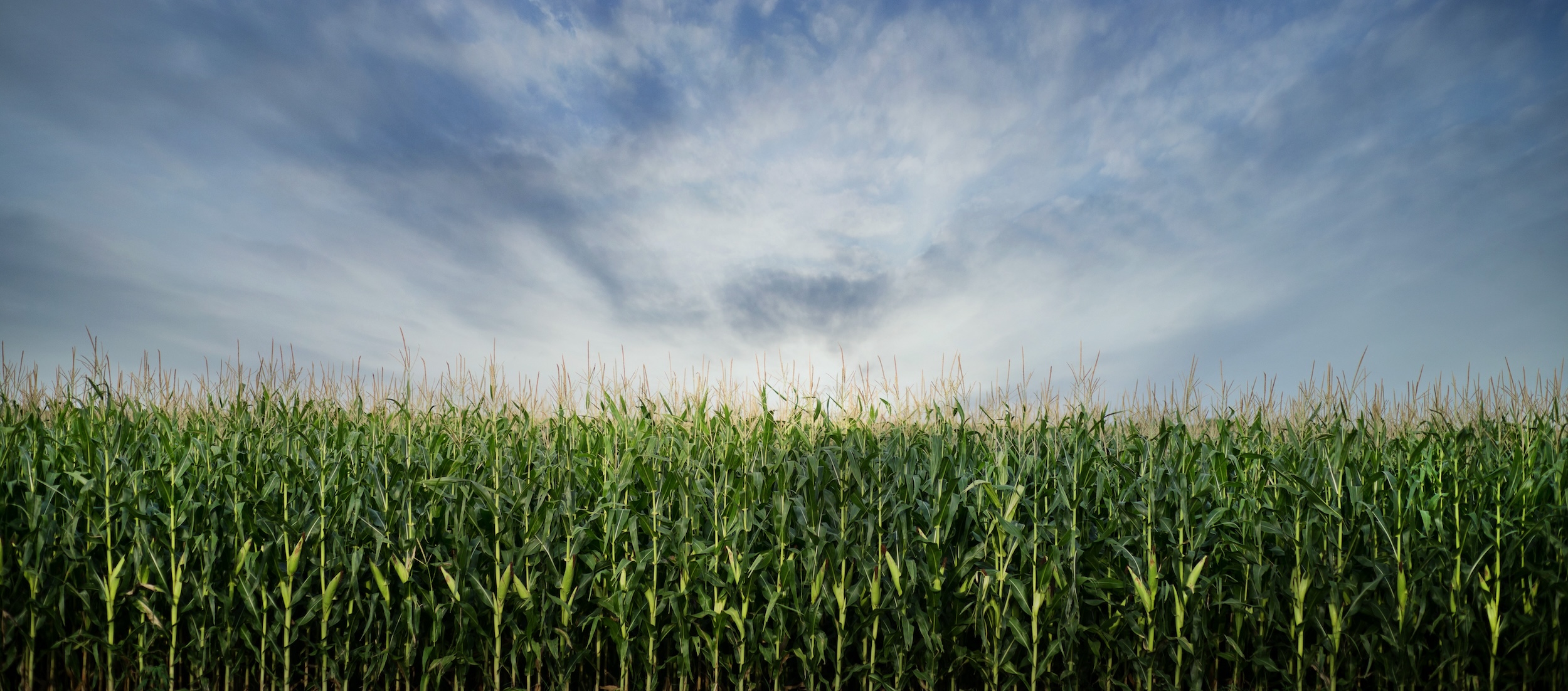 green stalks of corn under a blue sky with white clouds