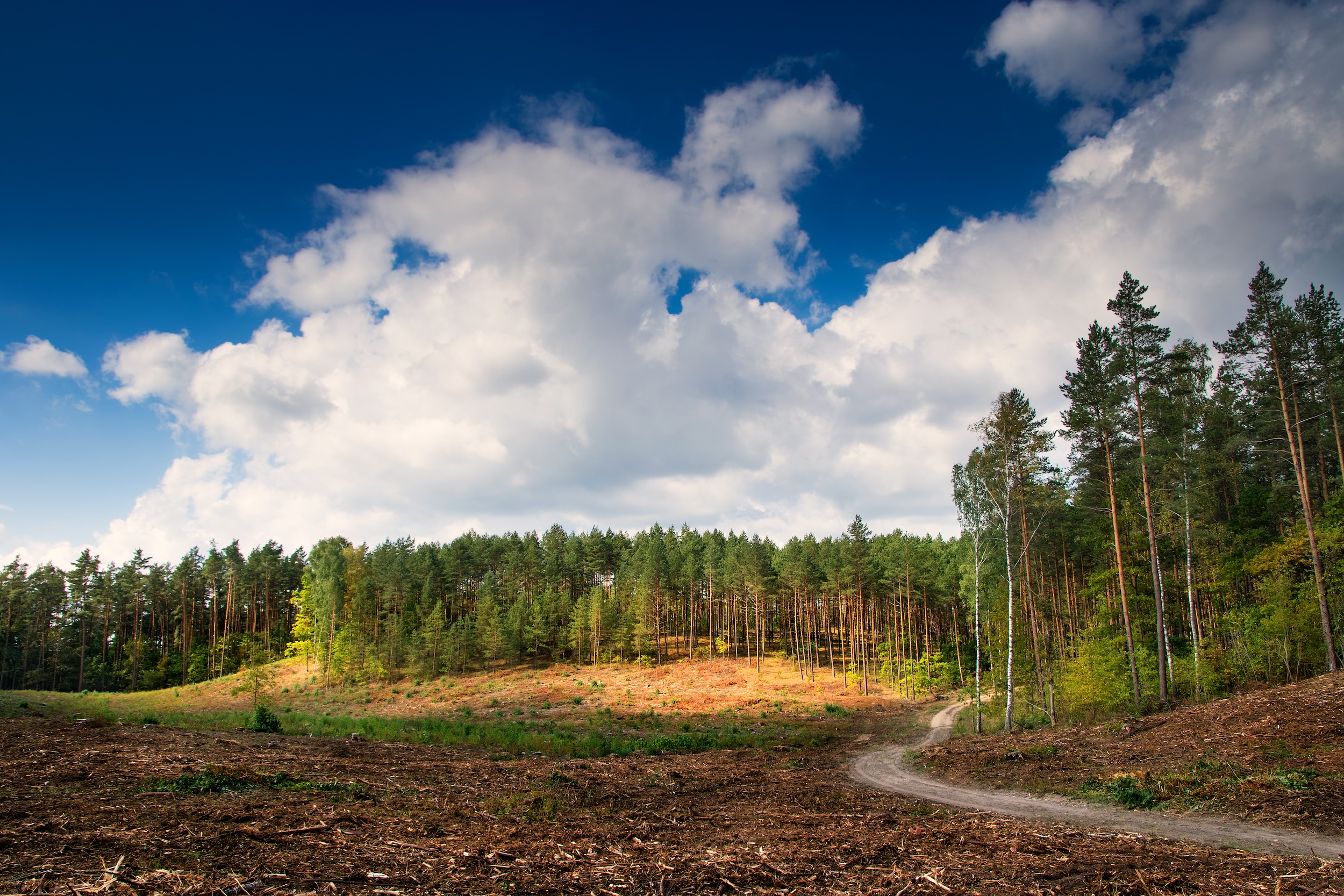 piece of land where the ground has been cleared to the side of a forested section