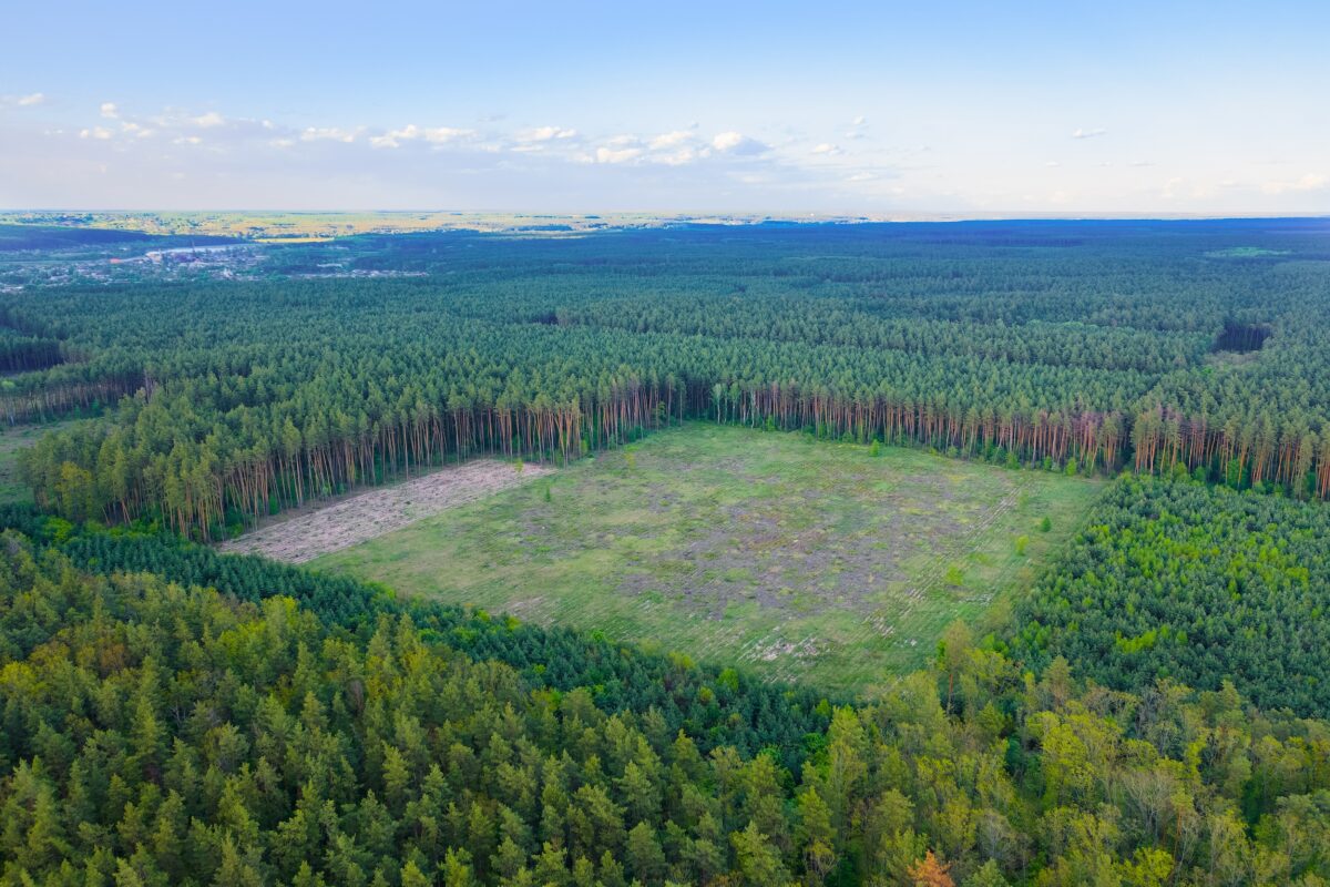 large section of cleared land surrounded by trees