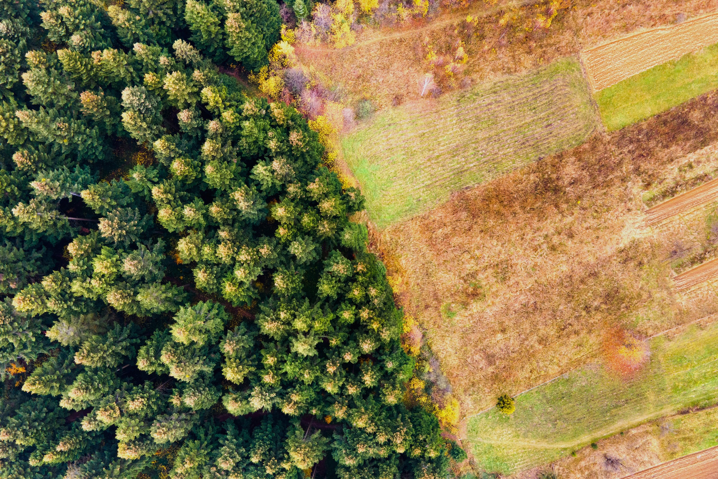 section of cleared land next to a section of forested land