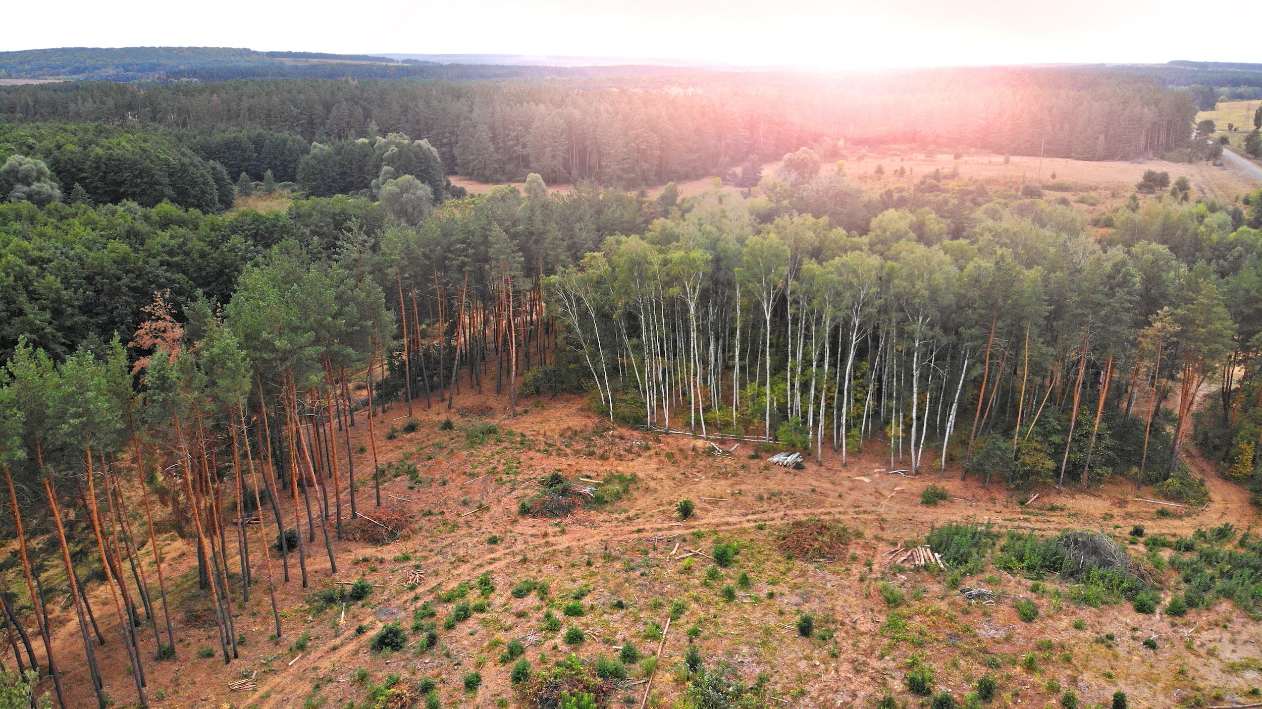 section of cleared ground surrounded by forest