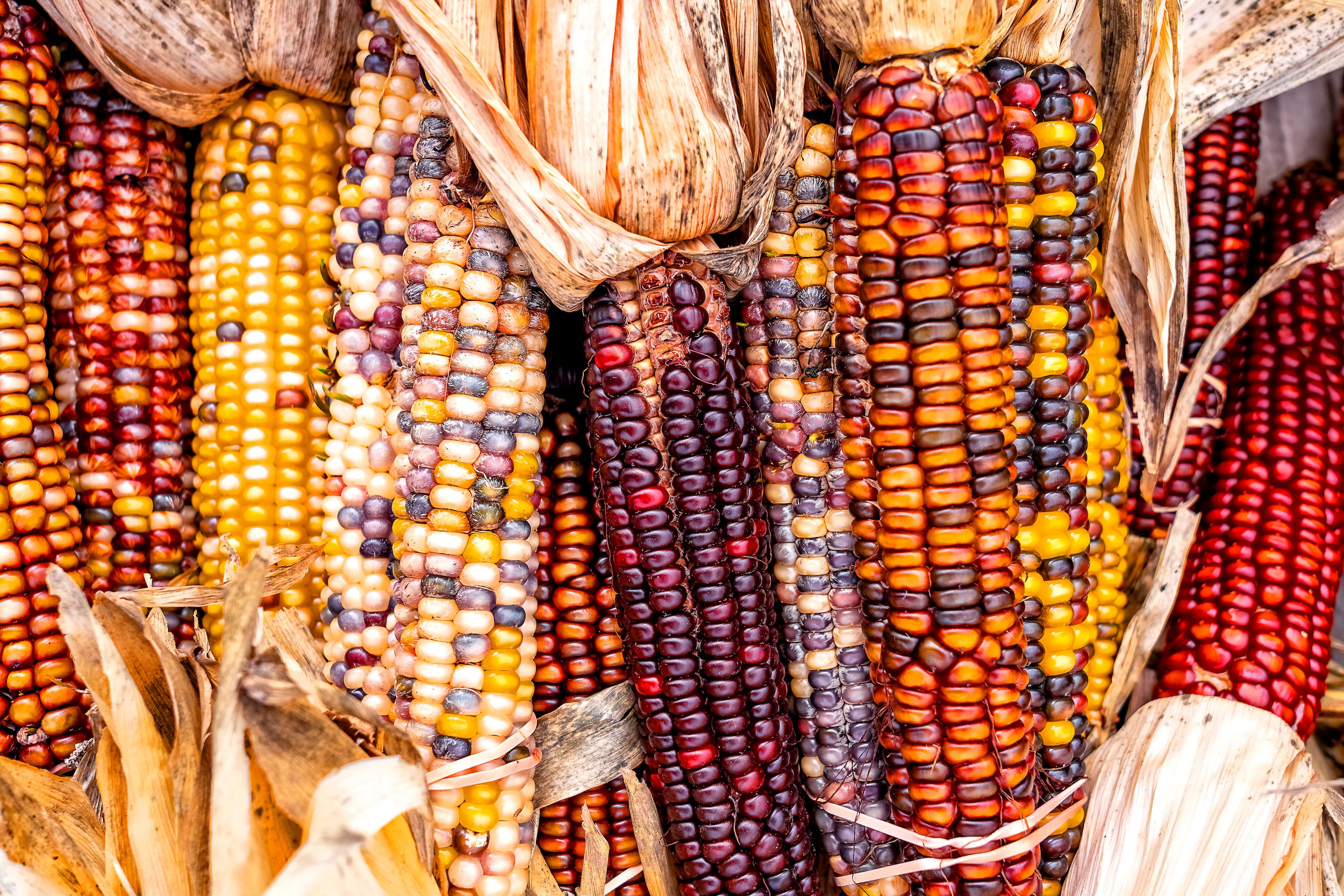 assortment of heirloom corn that has been harvested once it was ready