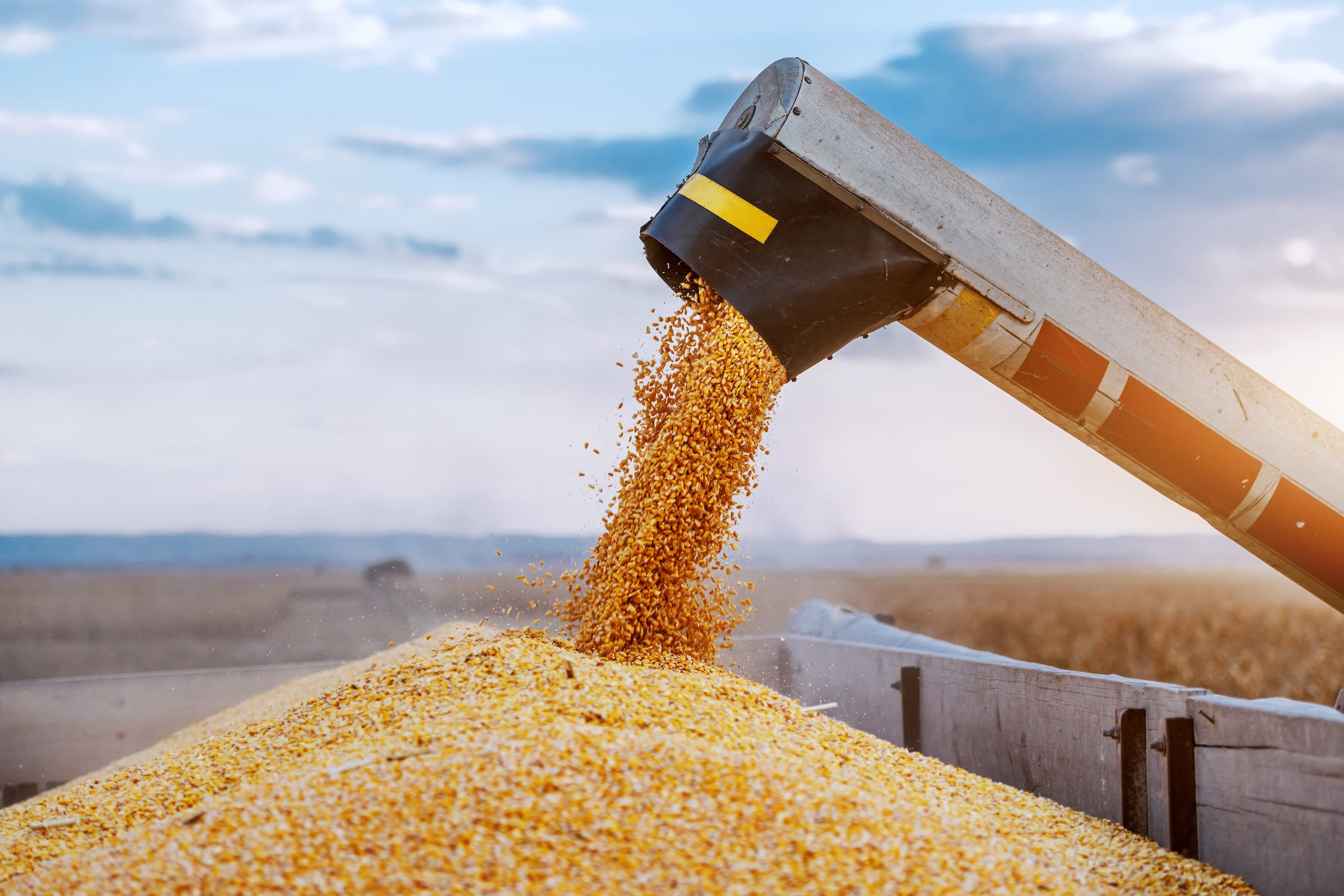 kernels being moved from a combine harvester to a grain cart when it was ready to harvest