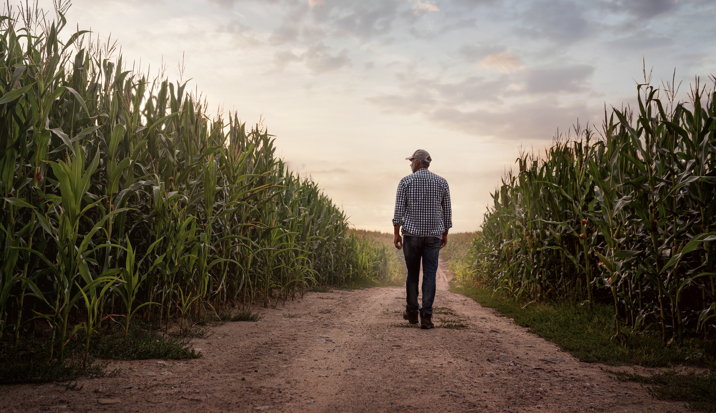 man walking through a road cutting through corn green corn fields