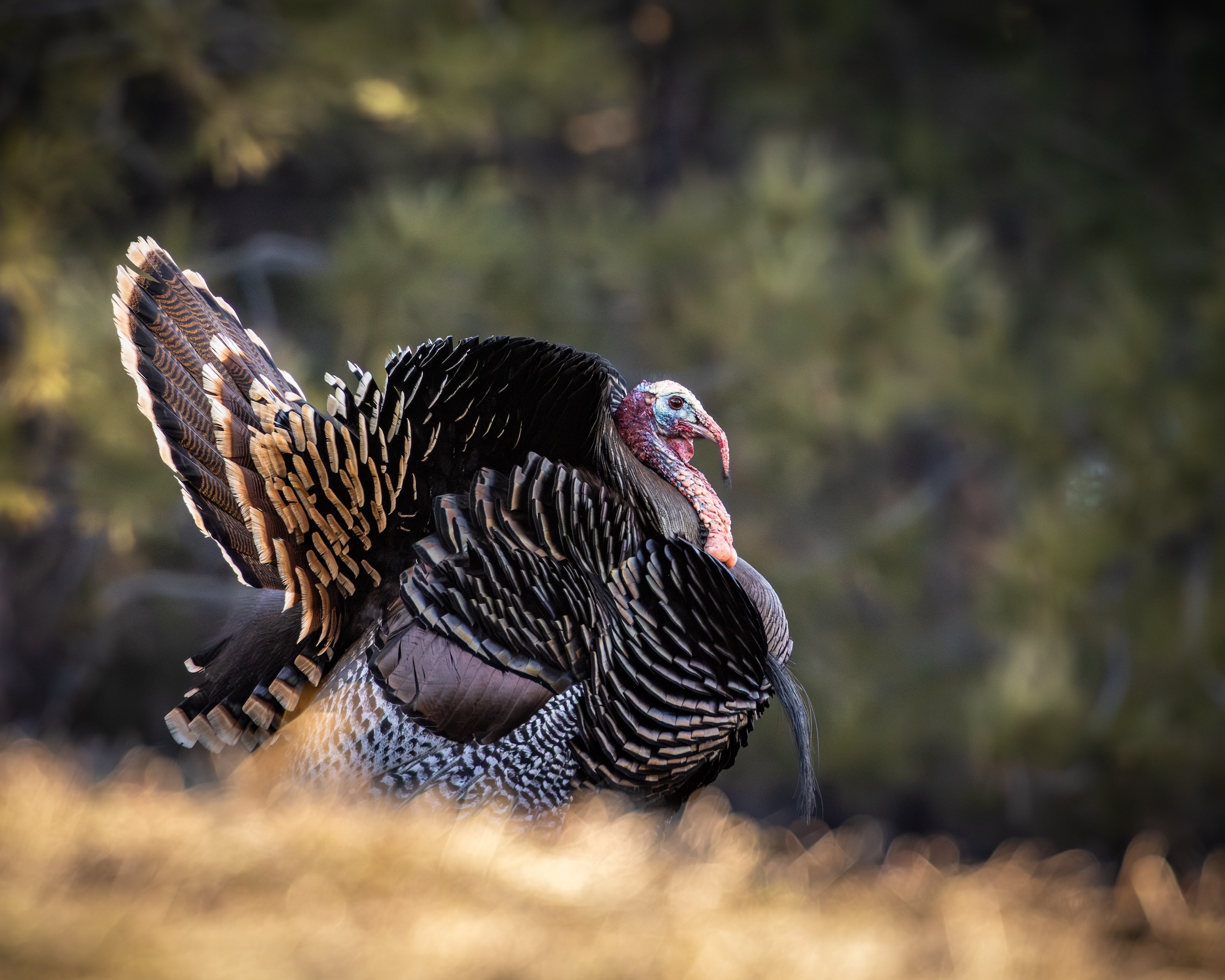 Merriams turkey in Colorado one of the best states and places for turkey hunting in the western US
