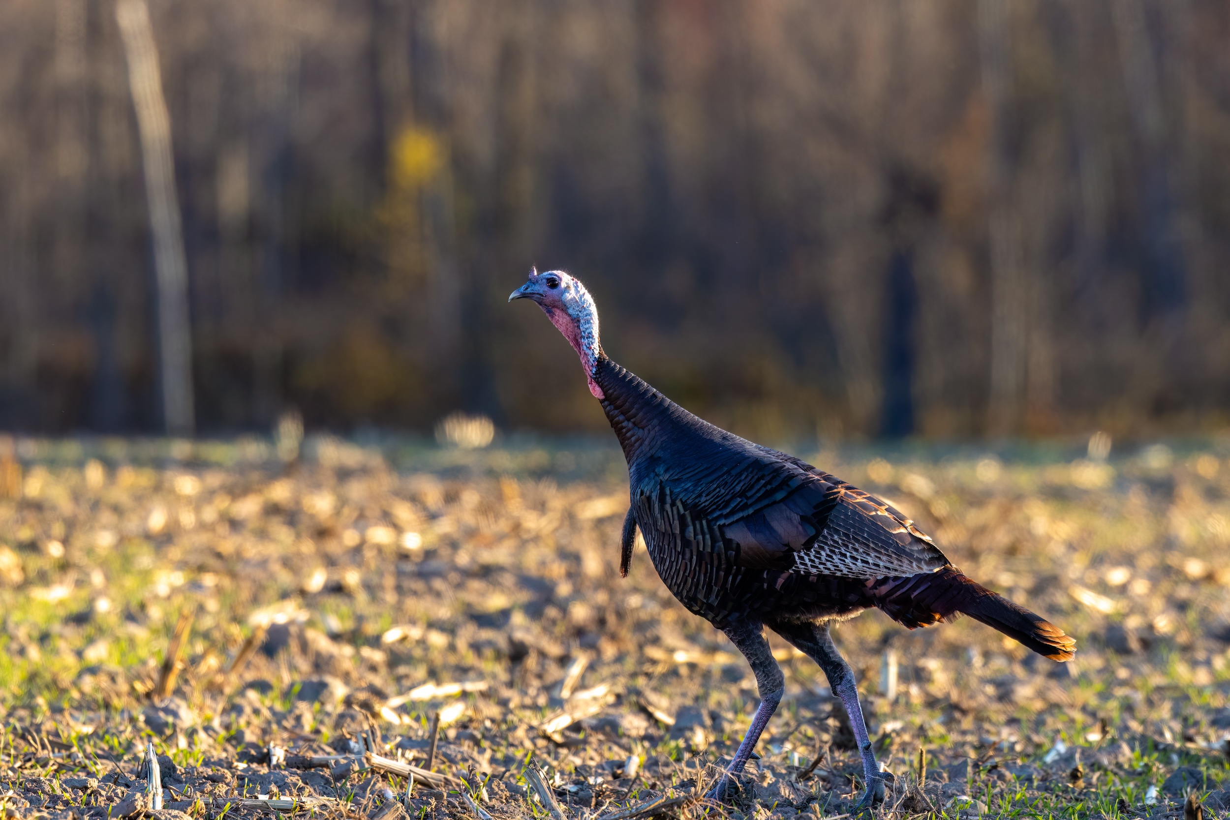 turkey walking through a landscape in Wisconsin one of the best turkey hunting states in the US
